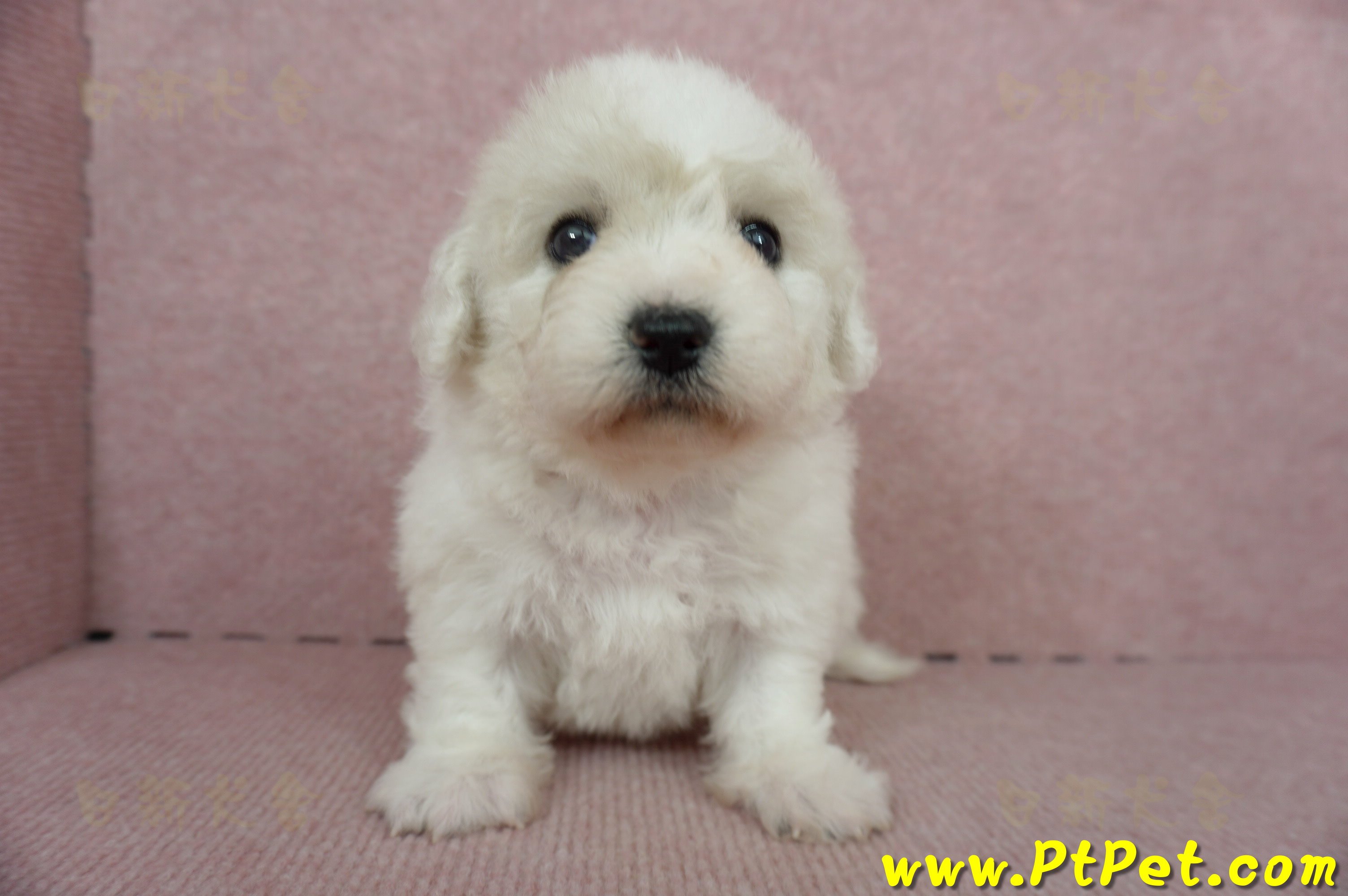 11/04比熊犬母幼犬1號(新竹市)