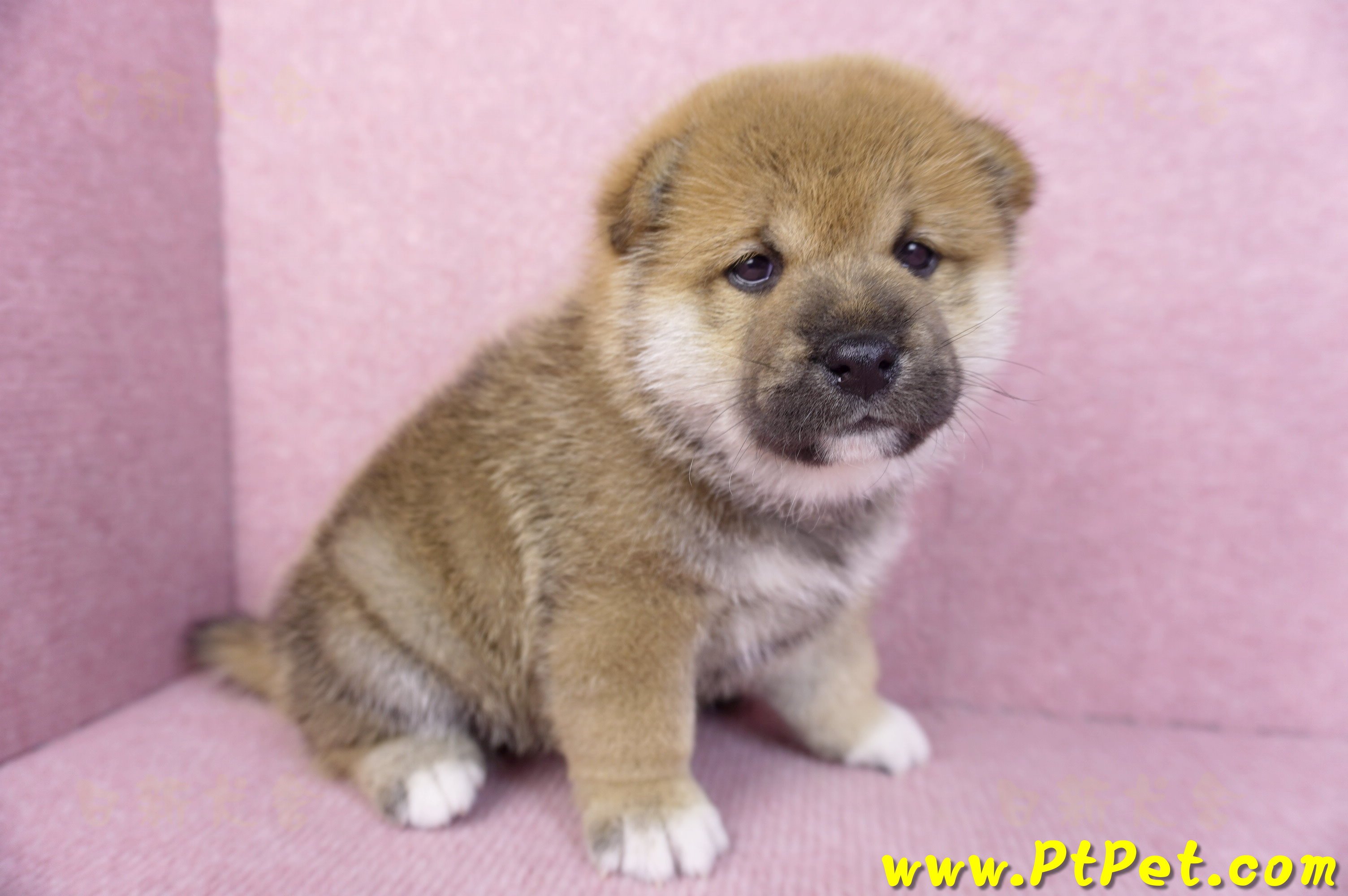 11/19赤色柴犬公幼犬2號(高雄三民)