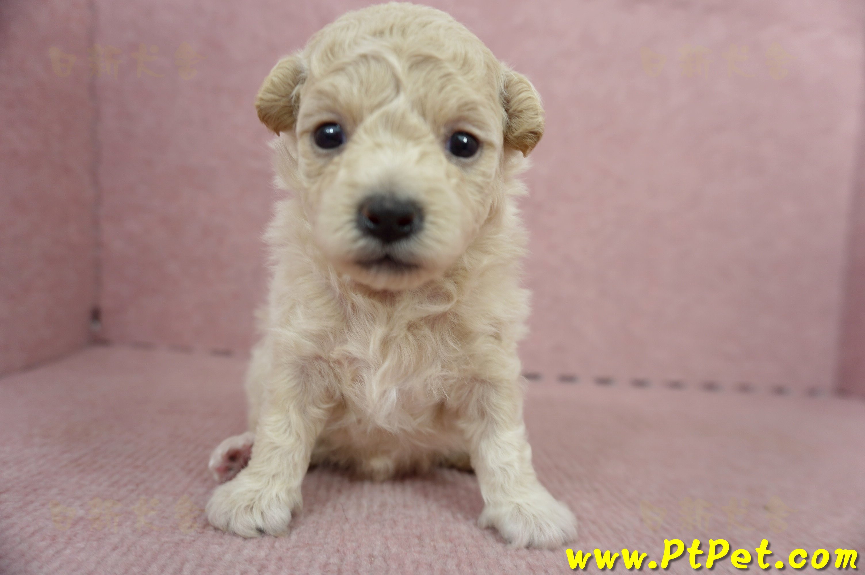 06/04泰迪比熊母幼犬(屏東市)