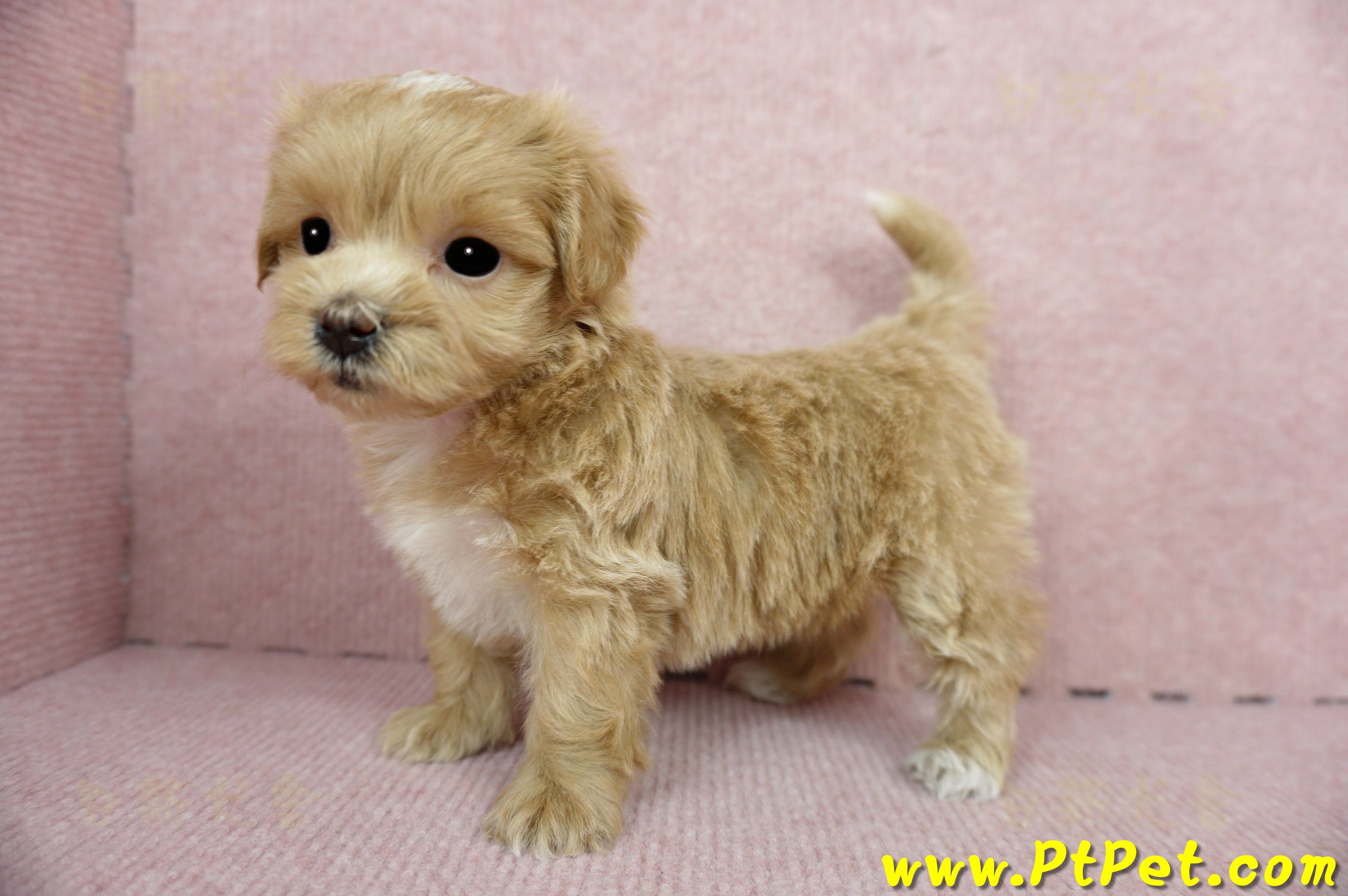 01/15奶油色馬爾泰迪 II 母幼犬(新竹市)