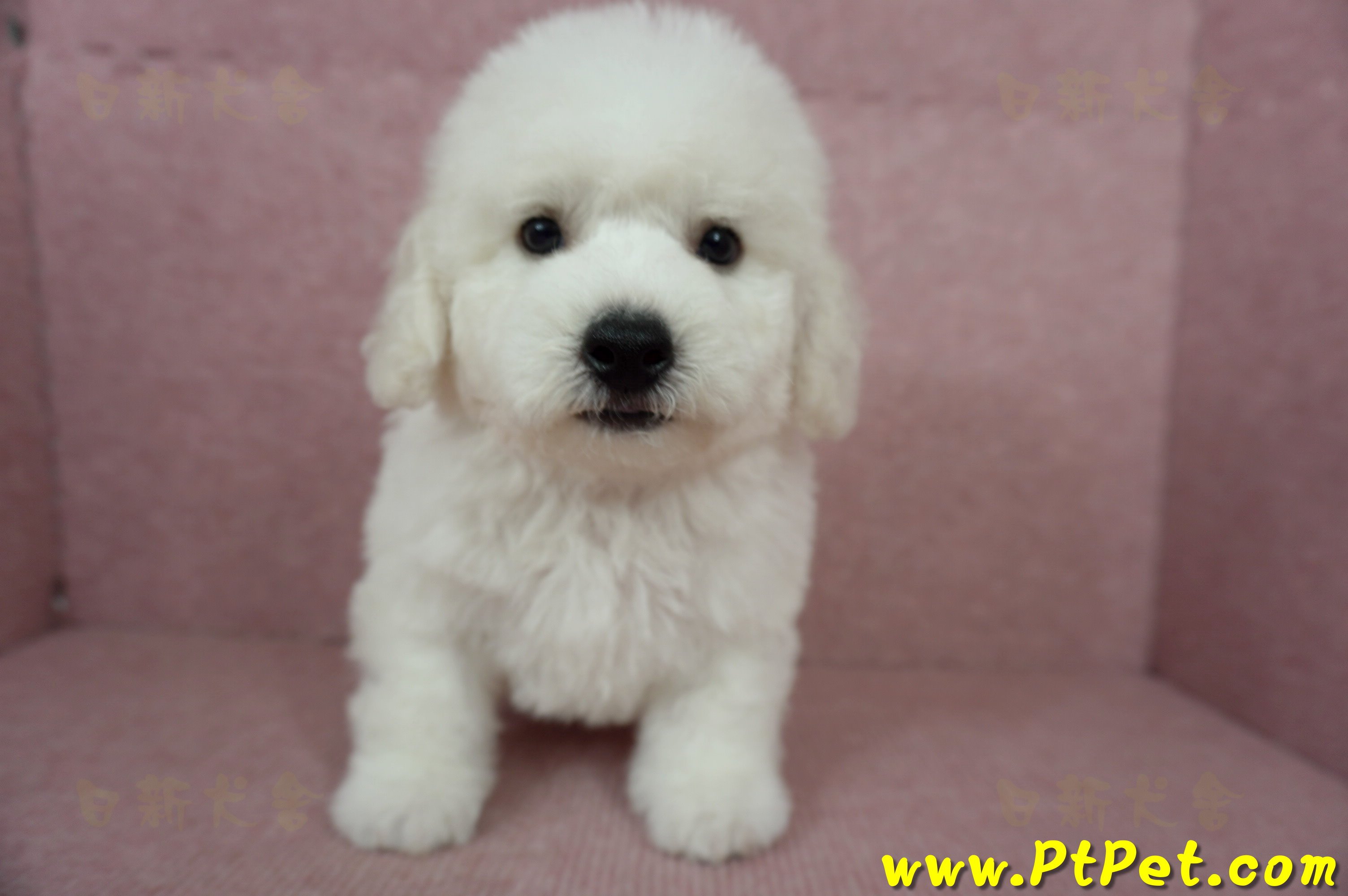 05/22比熊犬公幼犬(屏東潮州)