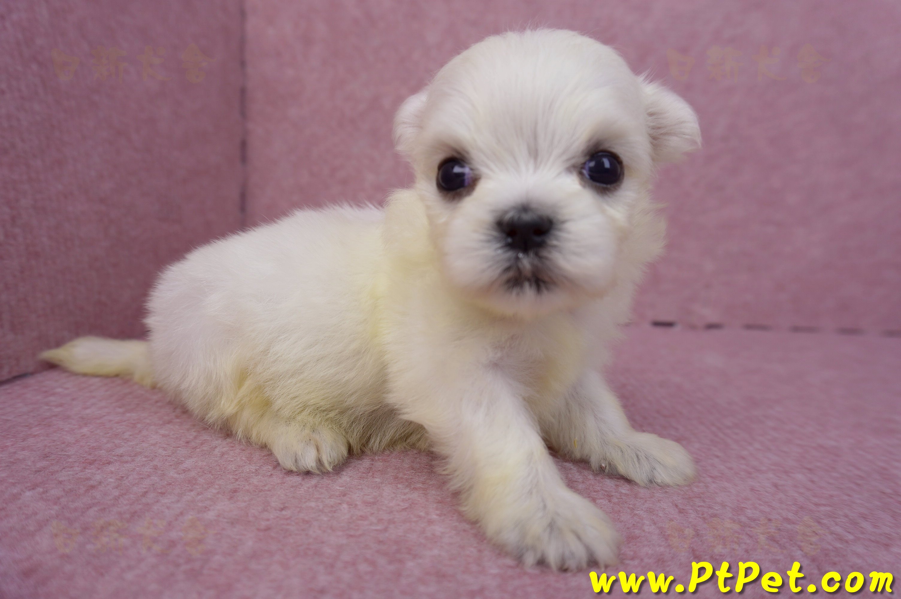 03/20馬爾濟斯母幼犬2號