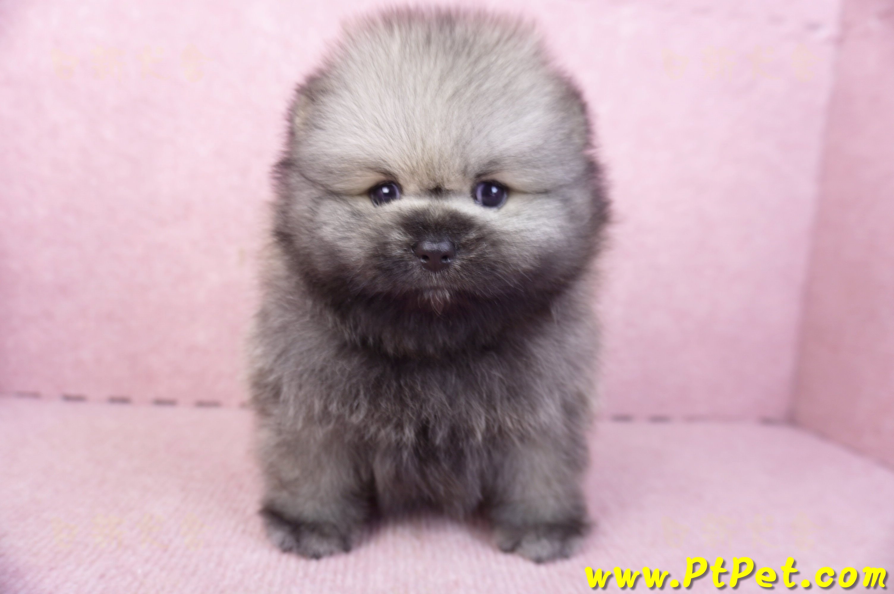 02/10棕色松鼠博美公幼犬(高雄楠梓)