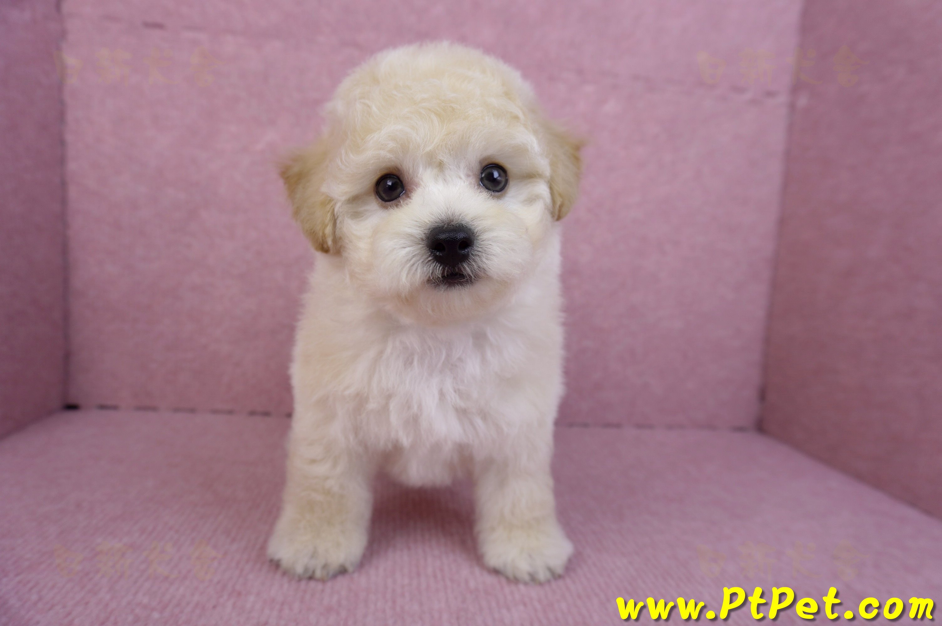 09/12泰迪比熊母幼犬1號(台南西港)