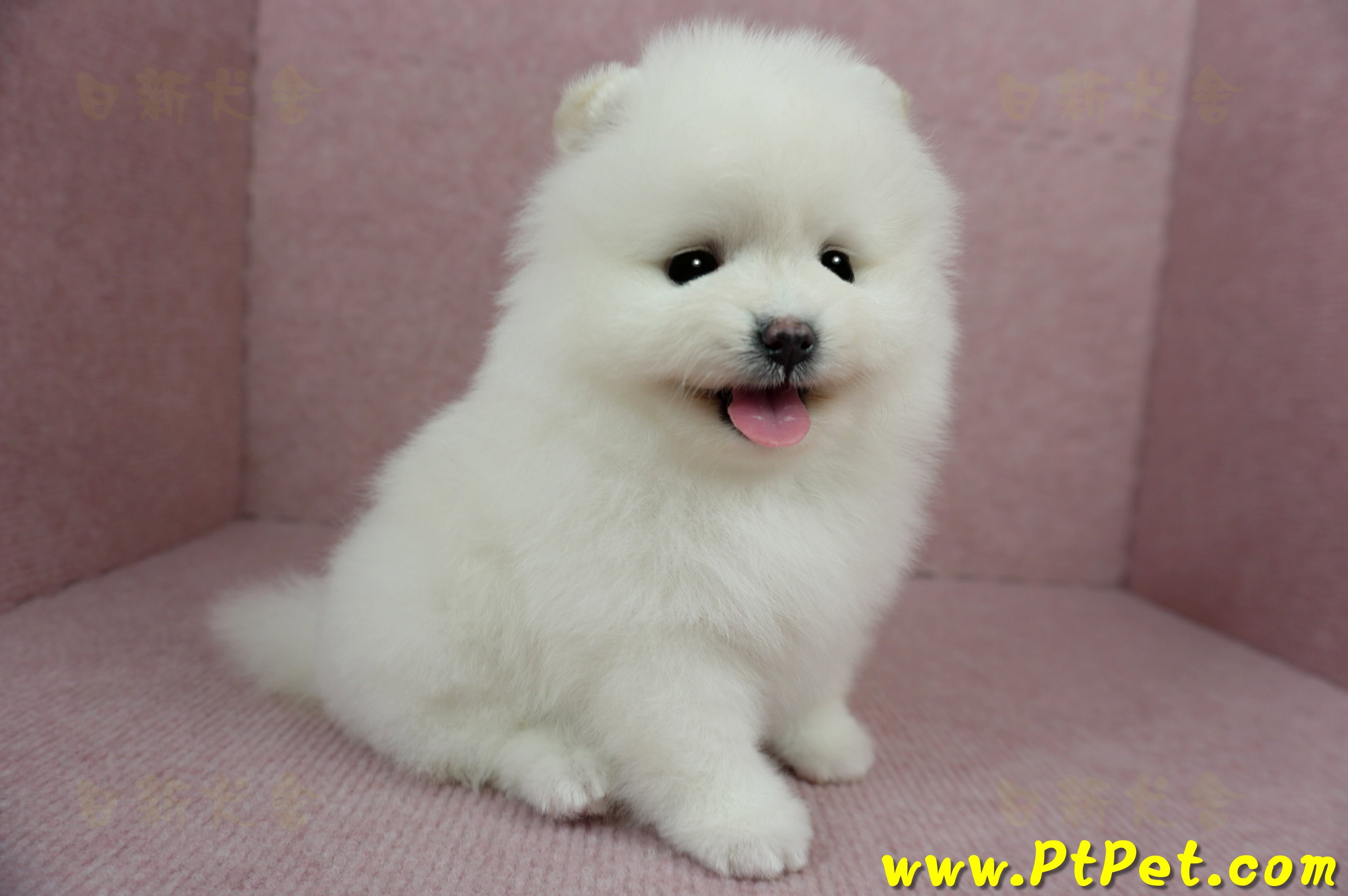 12/27迷你型松鼠白博美母幼犬(高雄三民)