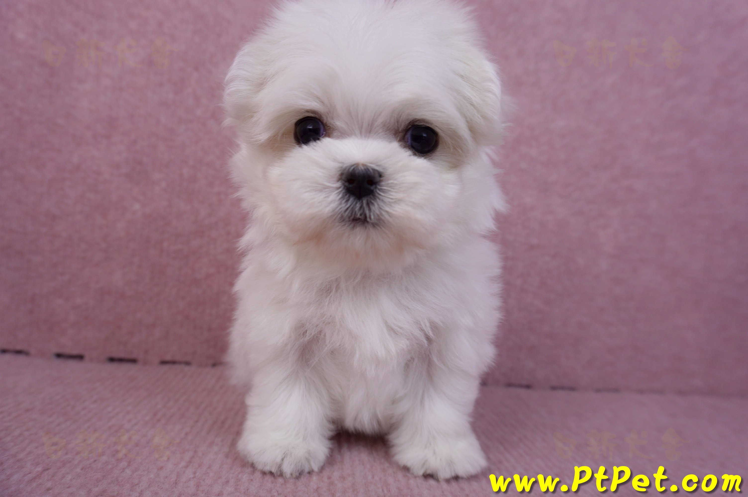 11/20馬爾濟斯母幼犬