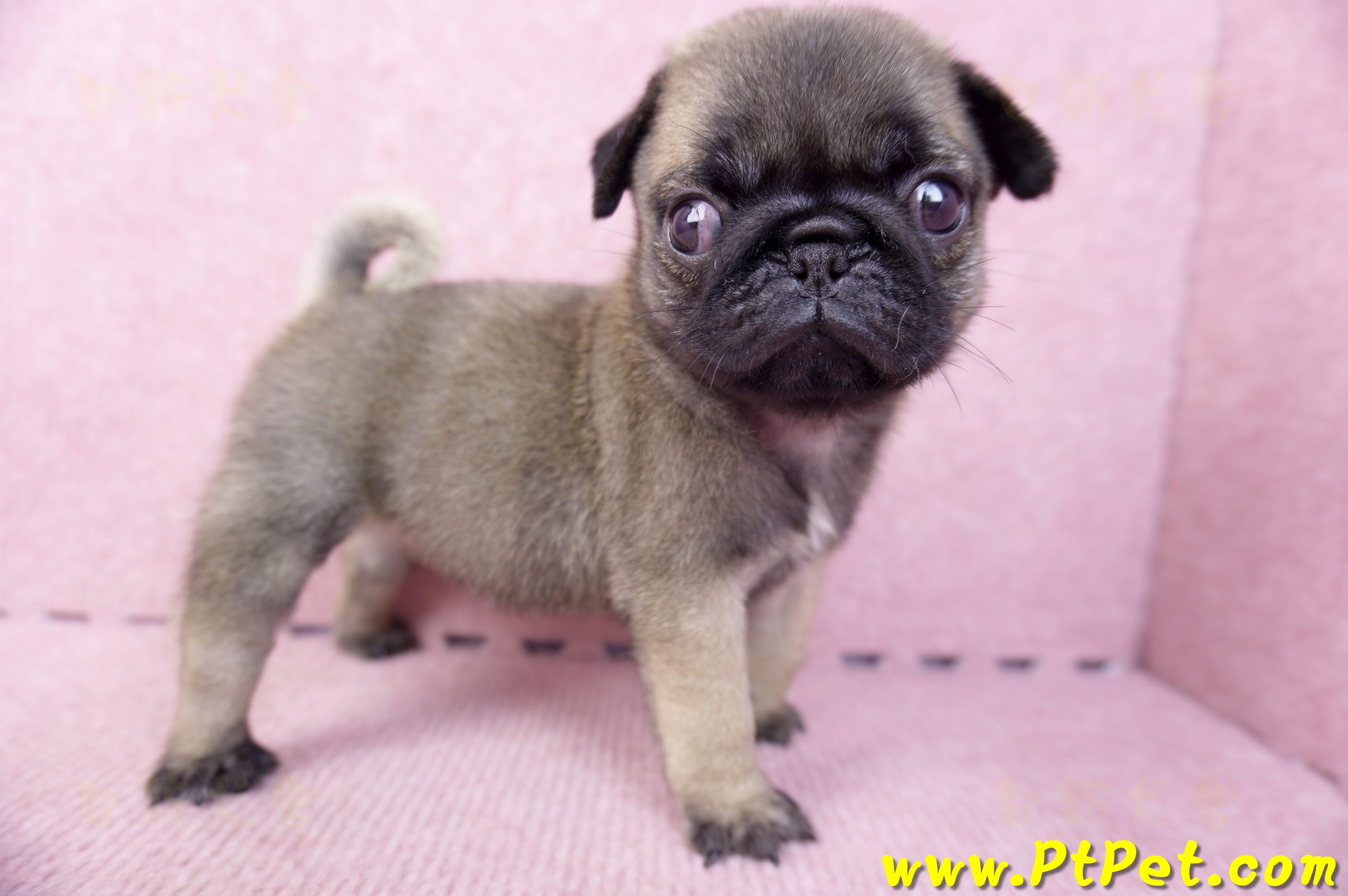 07/09巴哥母幼犬2號(桃園觀音)