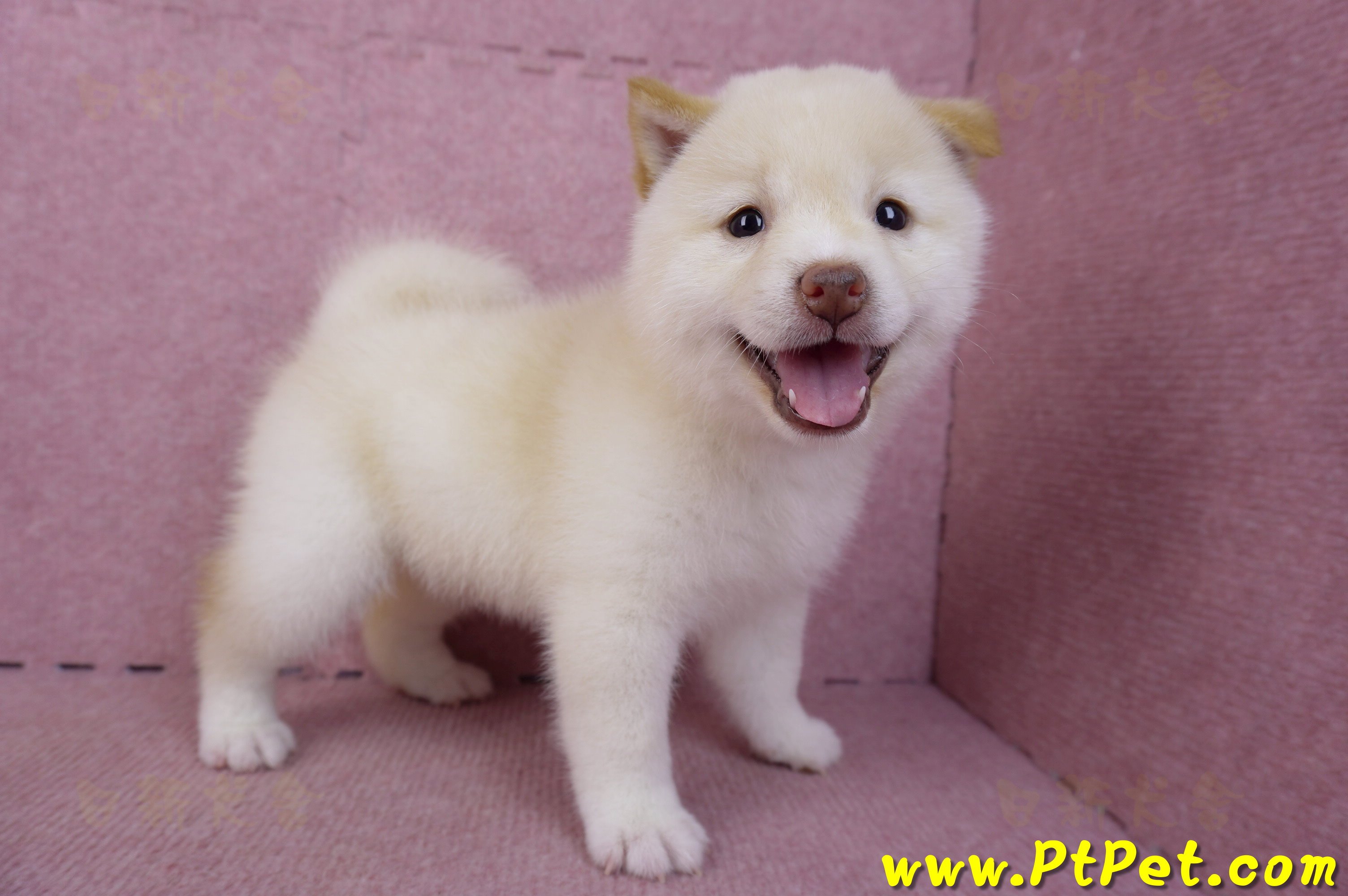 09/21白色柴犬母幼犬(高雄鳳山)