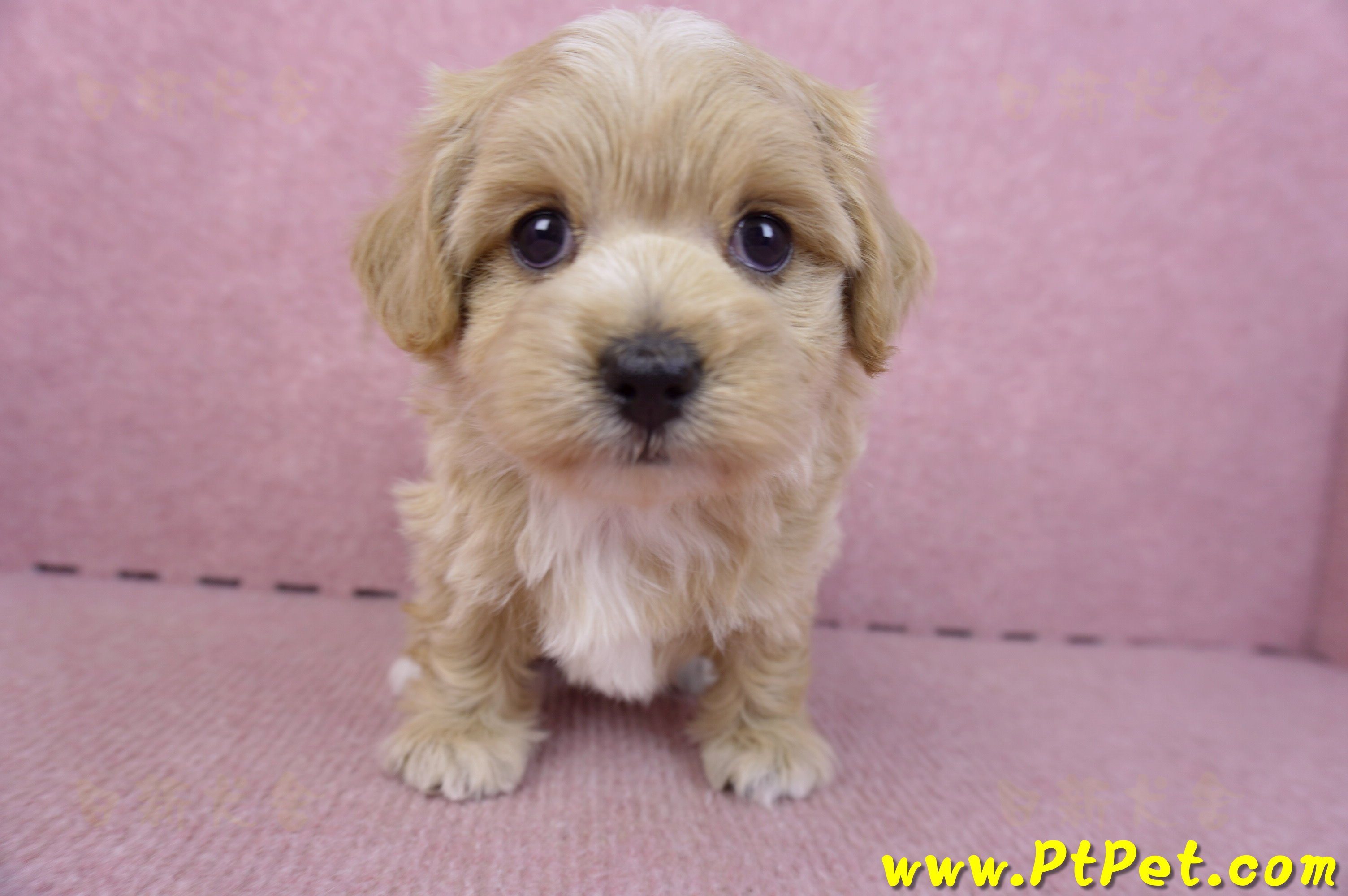 02/20馬爾泰迪母幼犬2號(高雄前鎮)