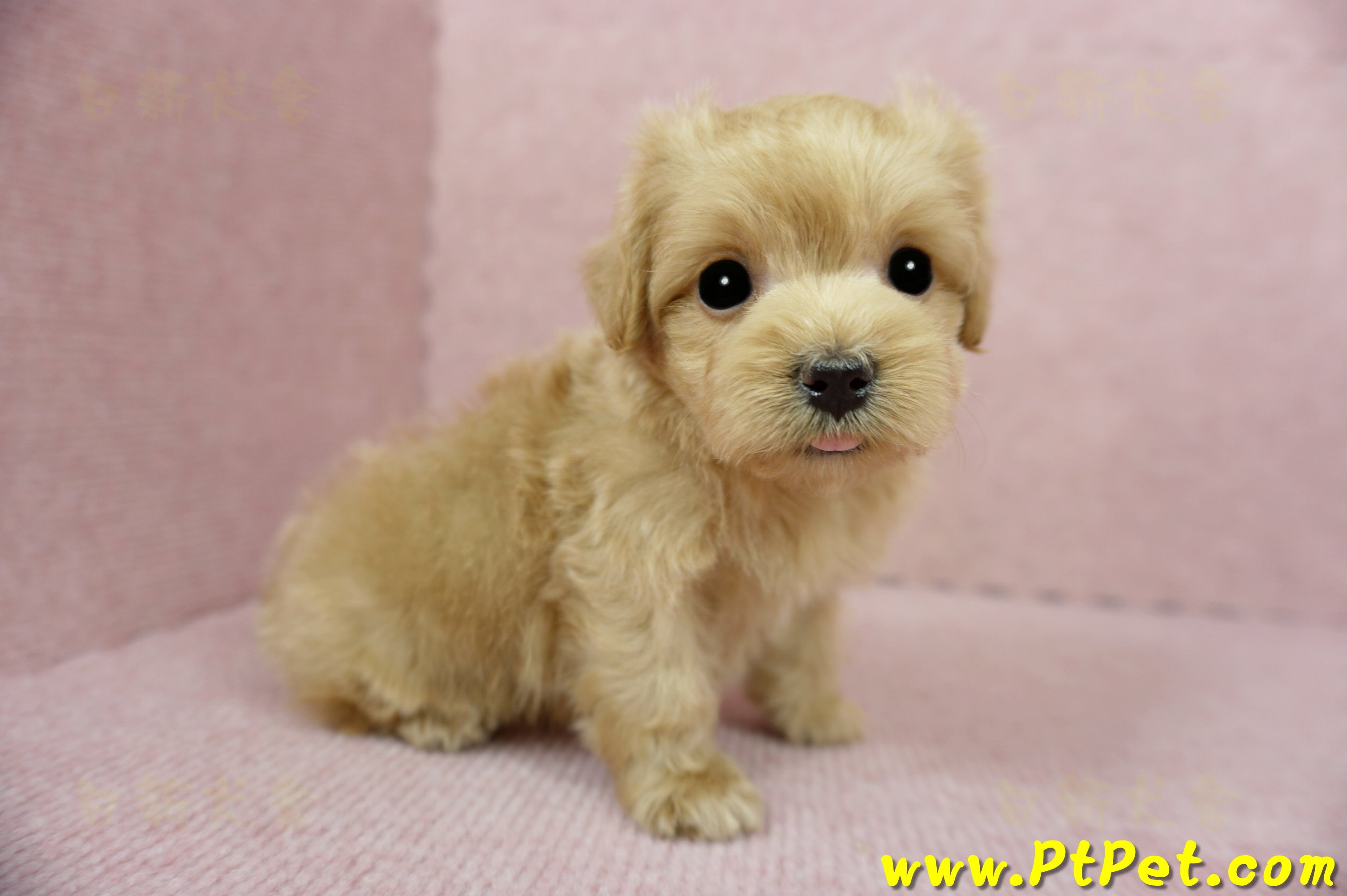 01/15奶油色馬爾泰迪 II 公幼犬(台中西屯)