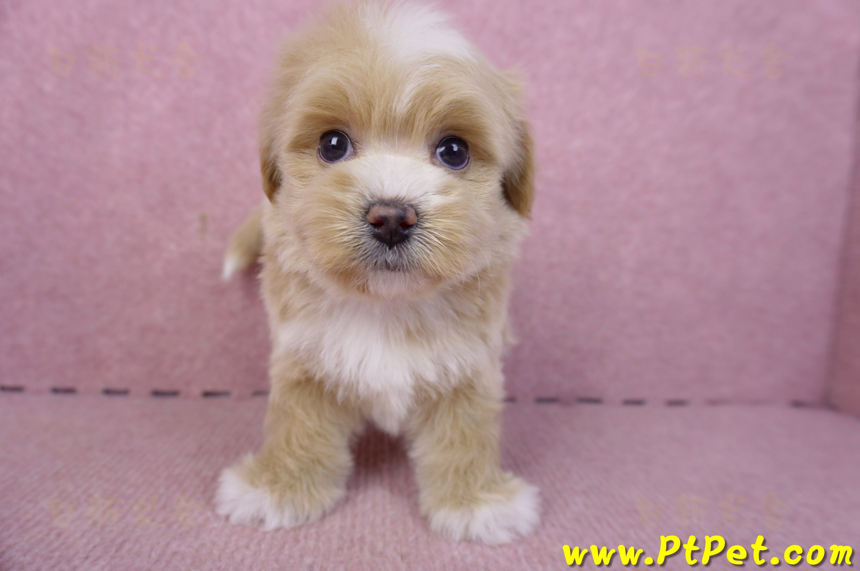 01/30馬爾泰迪公幼犬1號(花蓮市)