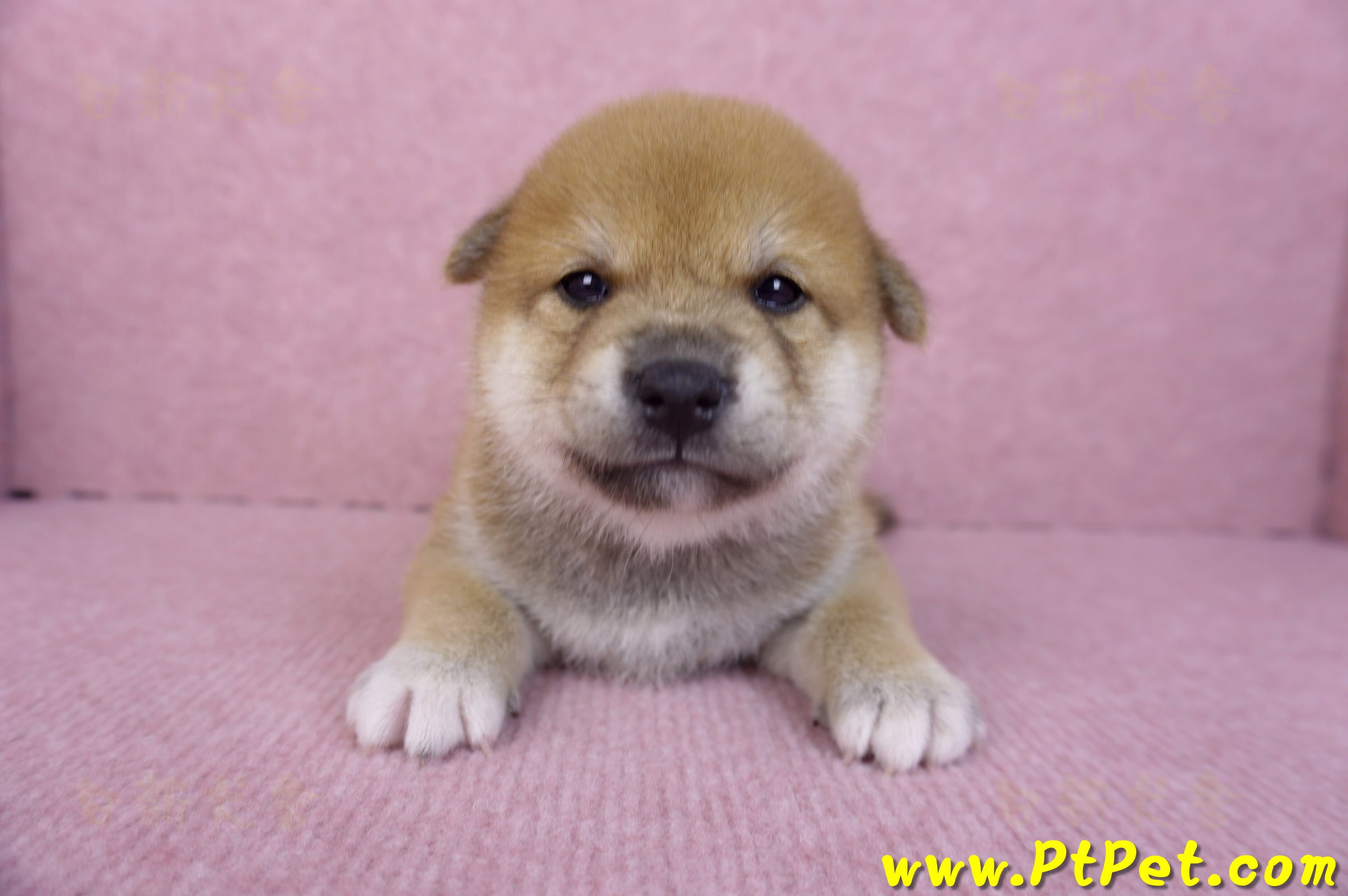 10/06赤色柴犬公幼犬1號(屏東萬丹)