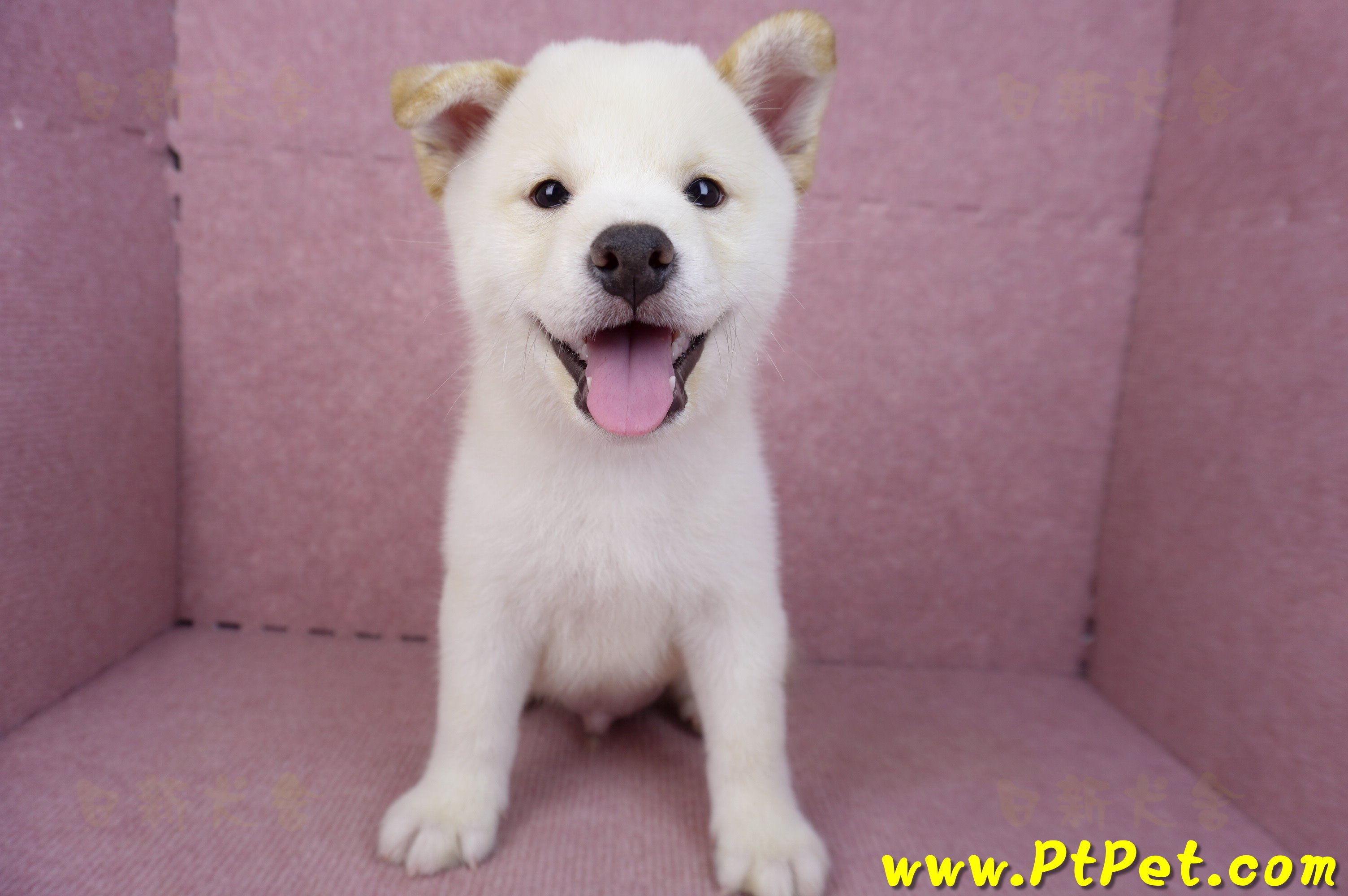 07/22白色柴犬公幼犬