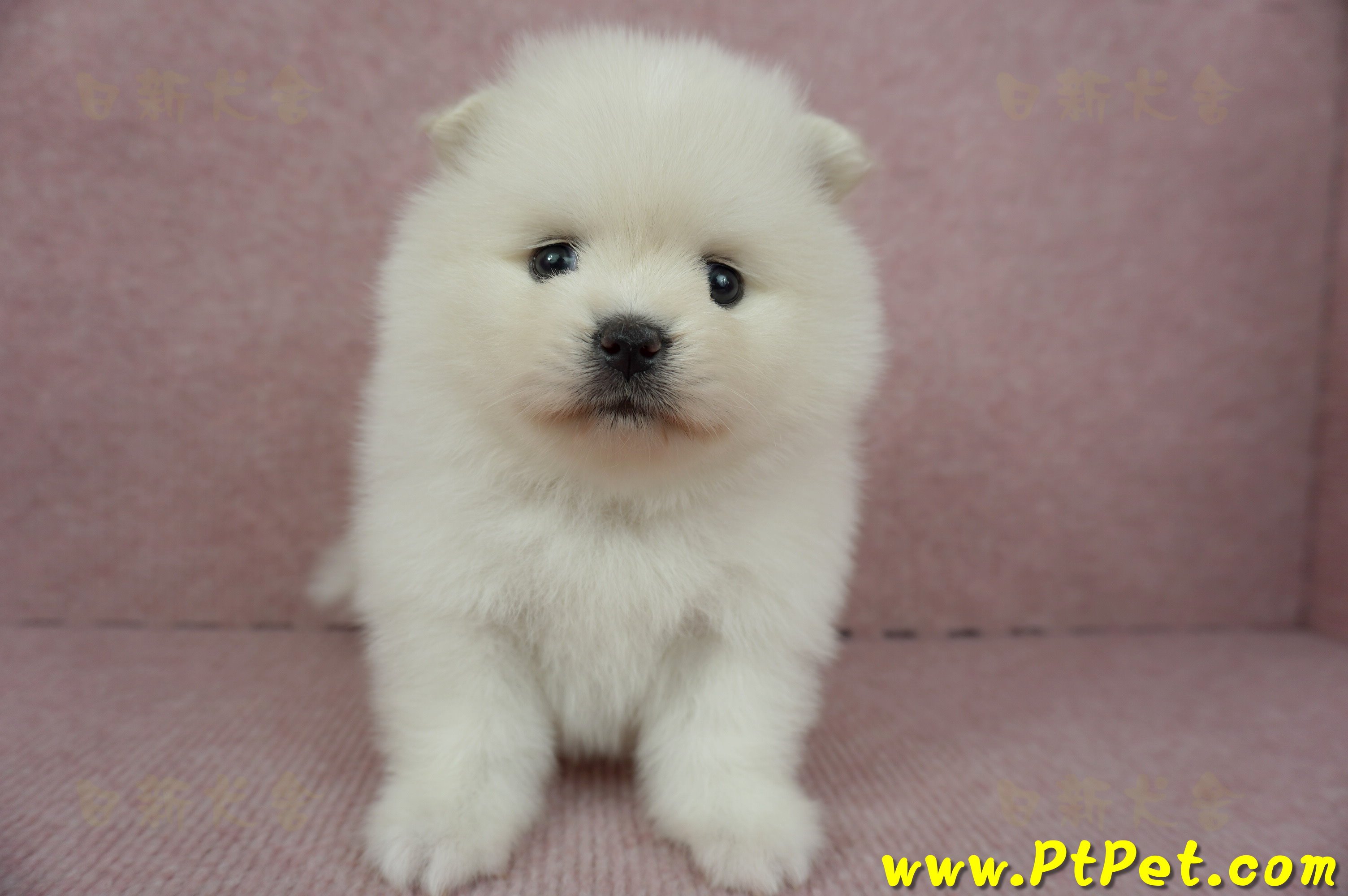 12/27迷你型松鼠白博美母幼犬1號(高雄鳳山)