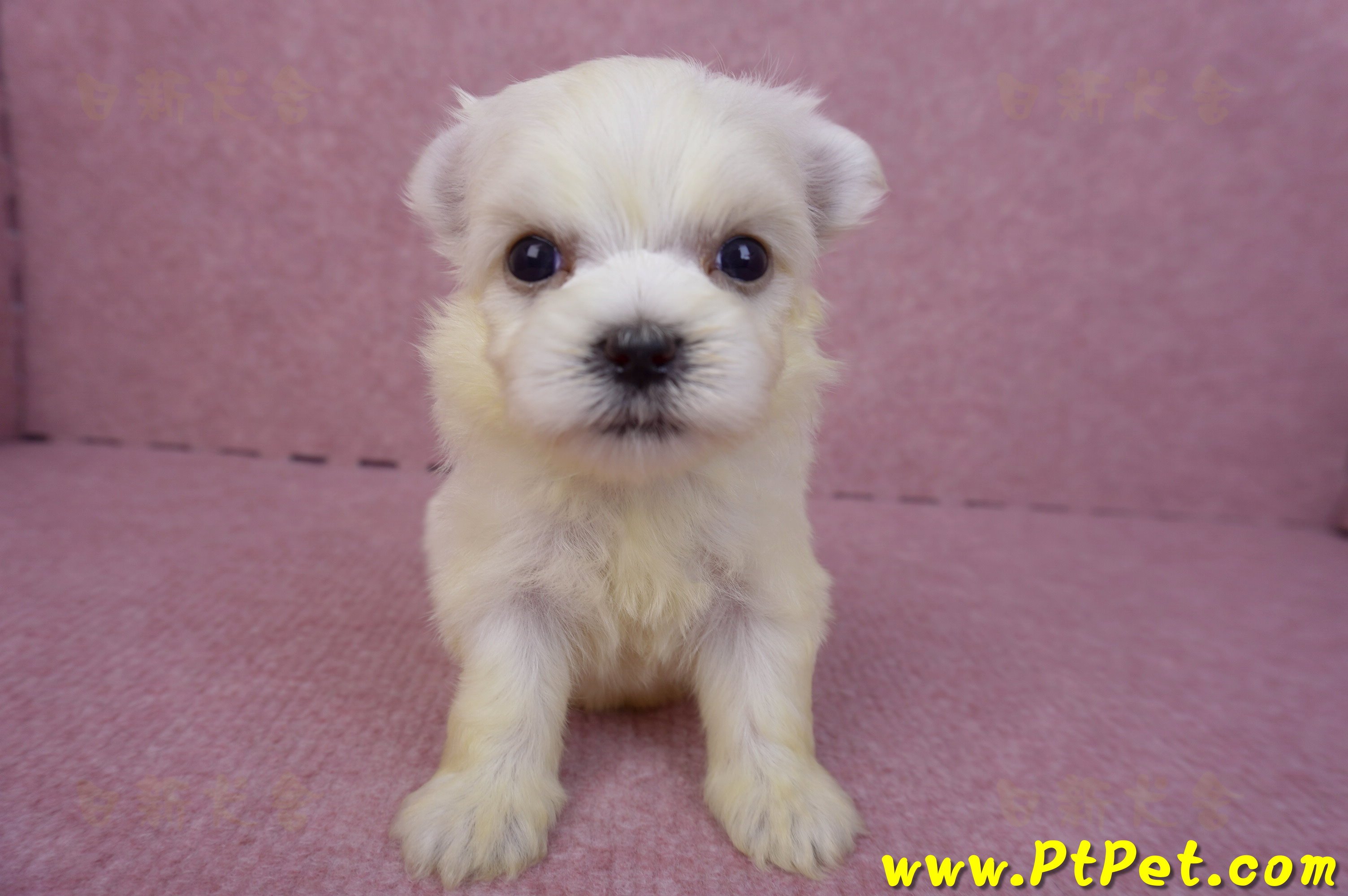 03/20馬爾濟斯母幼犬1號