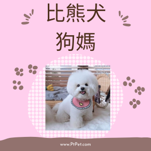 比熊犬-狗媽