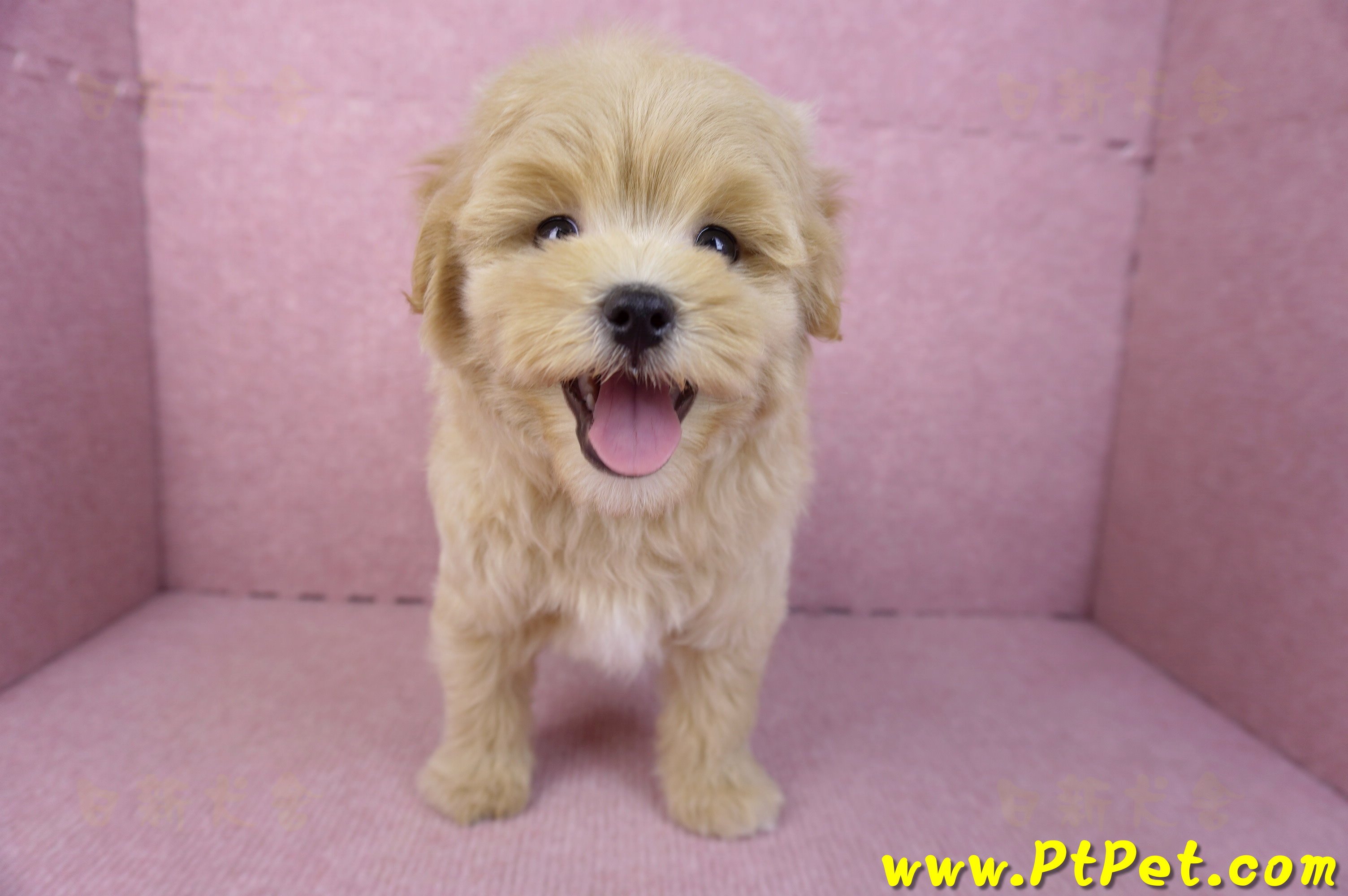 11/23馬爾泰迪公幼犬1號(高雄茂林)