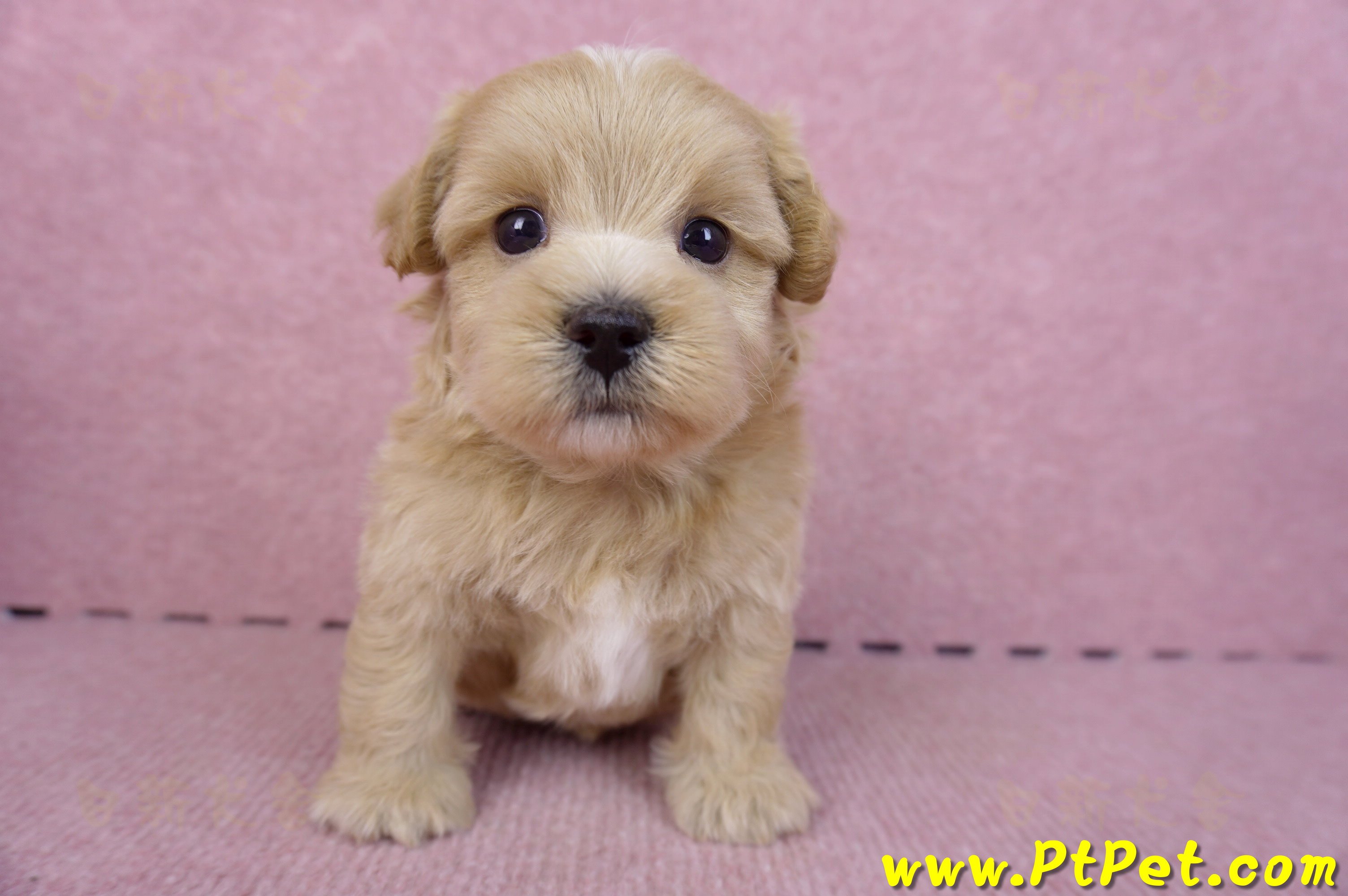 11/02馬爾泰迪 I 公幼犬(屏東市)