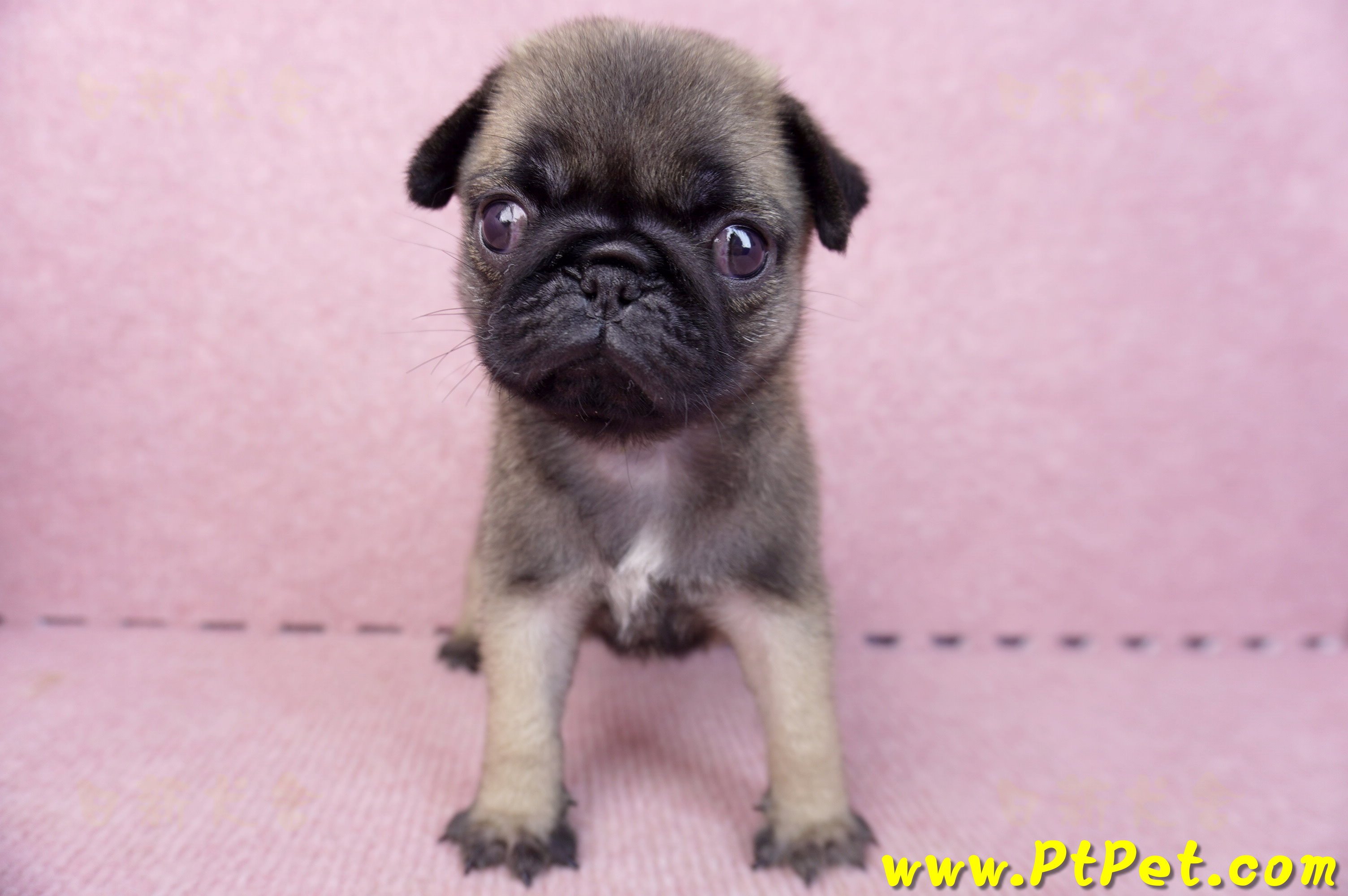 07/09巴哥母幼犬2號(桃園觀音)