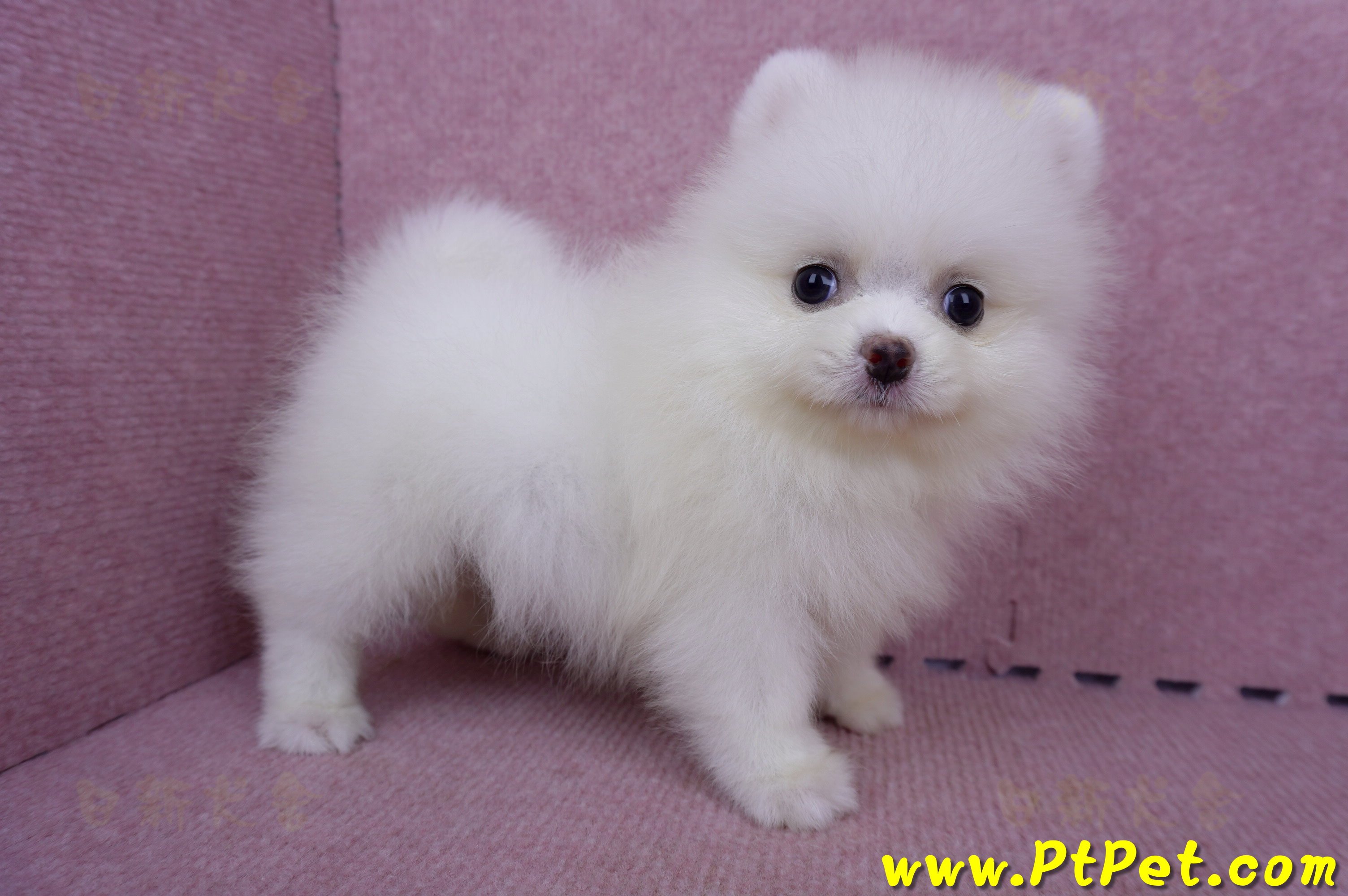 06/23迷你型松鼠白博美母幼犬(屏東市)