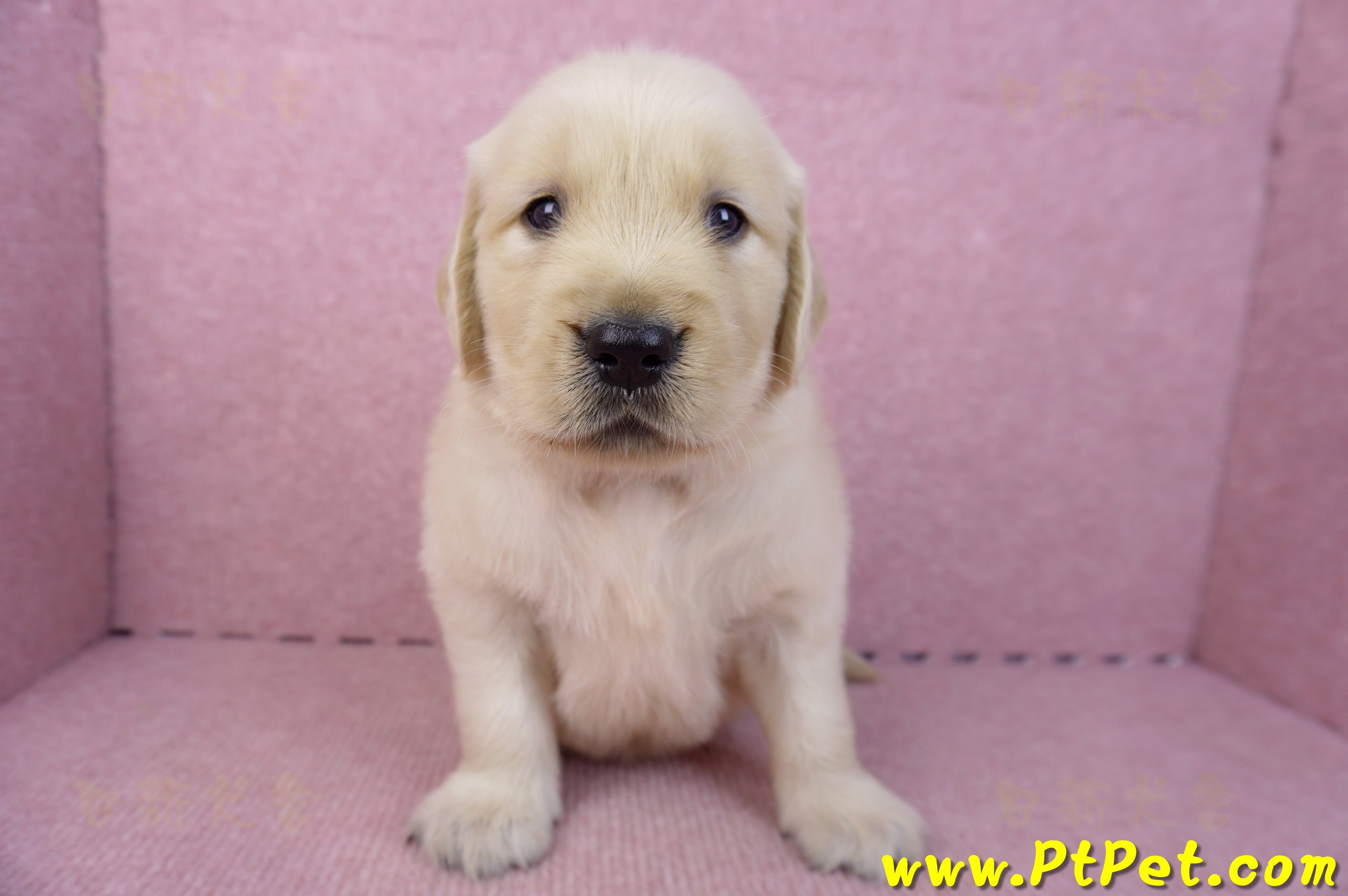 07/18黃金獵犬公幼犬2號(高雄鳳山)