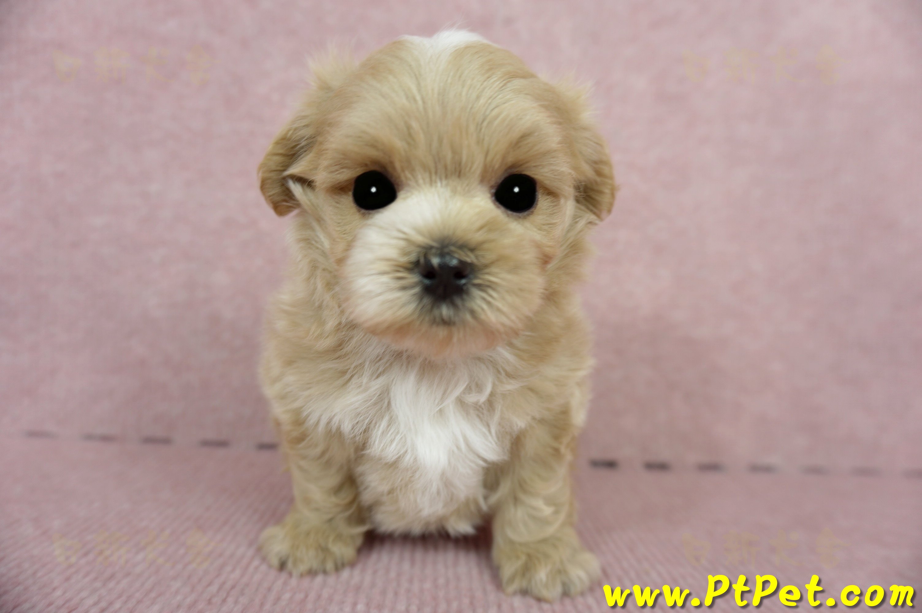 03/14奶油色馬爾泰迪公幼犬(台東市)