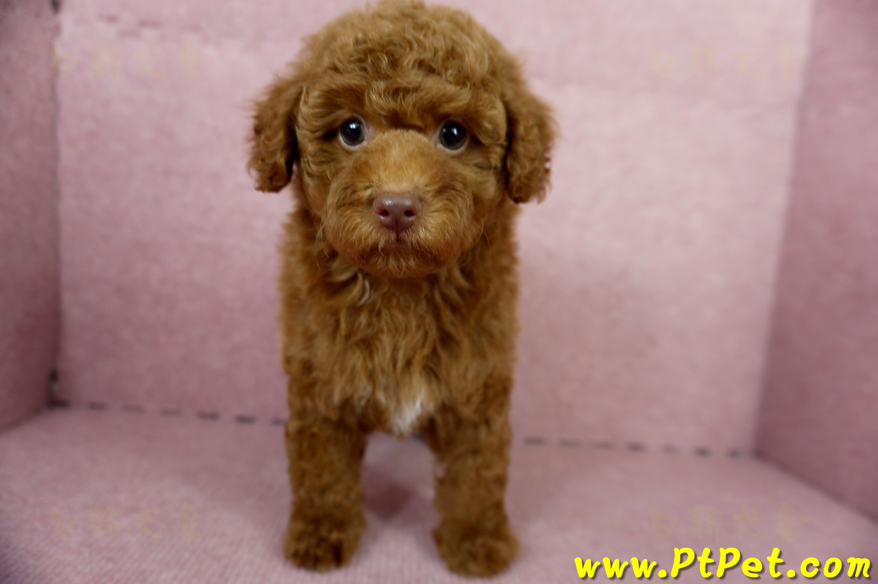 04/15紅貴賓公幼犬(屏東市)