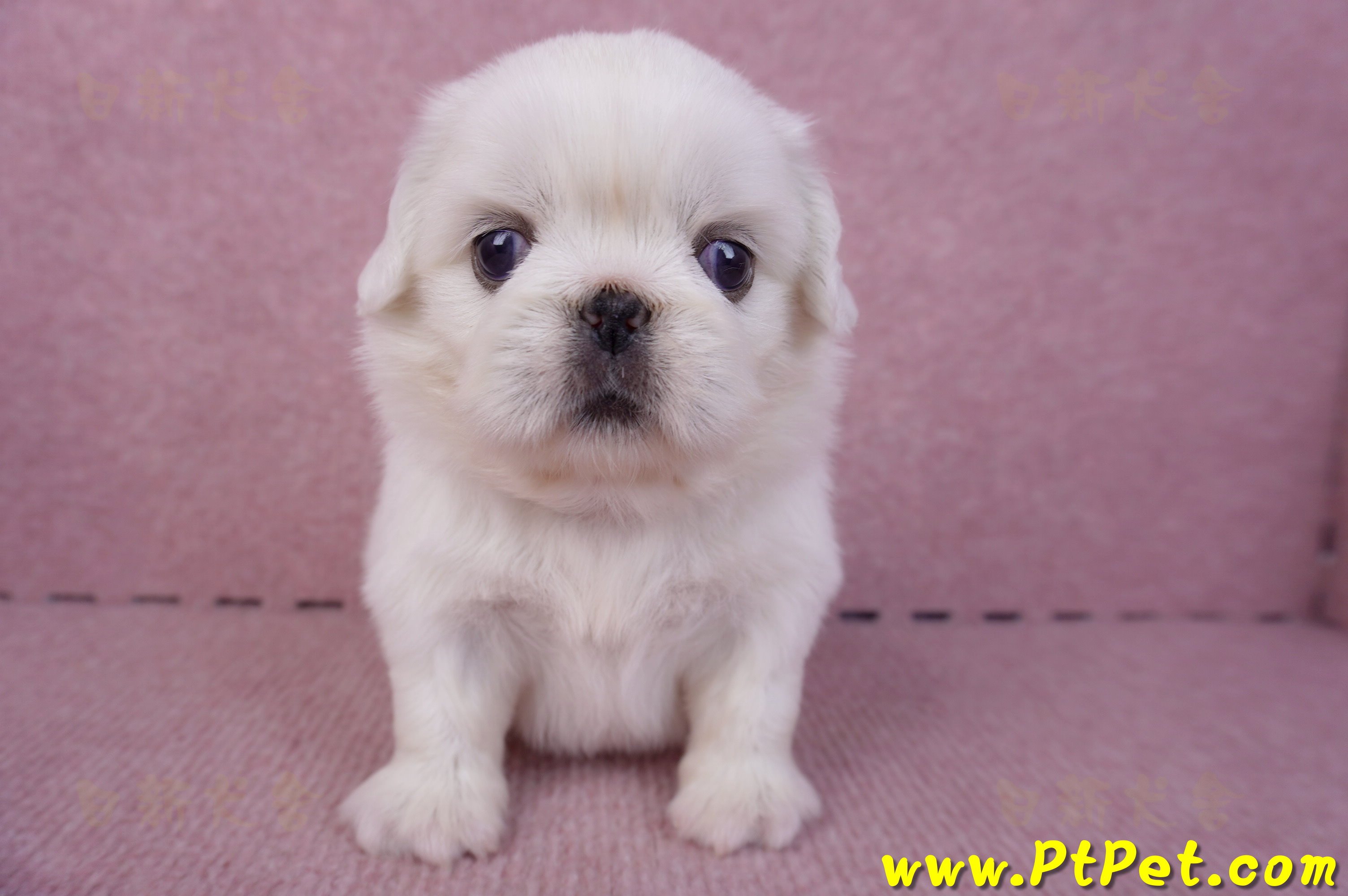 10/31北京狗母幼犬1號(台北北投)