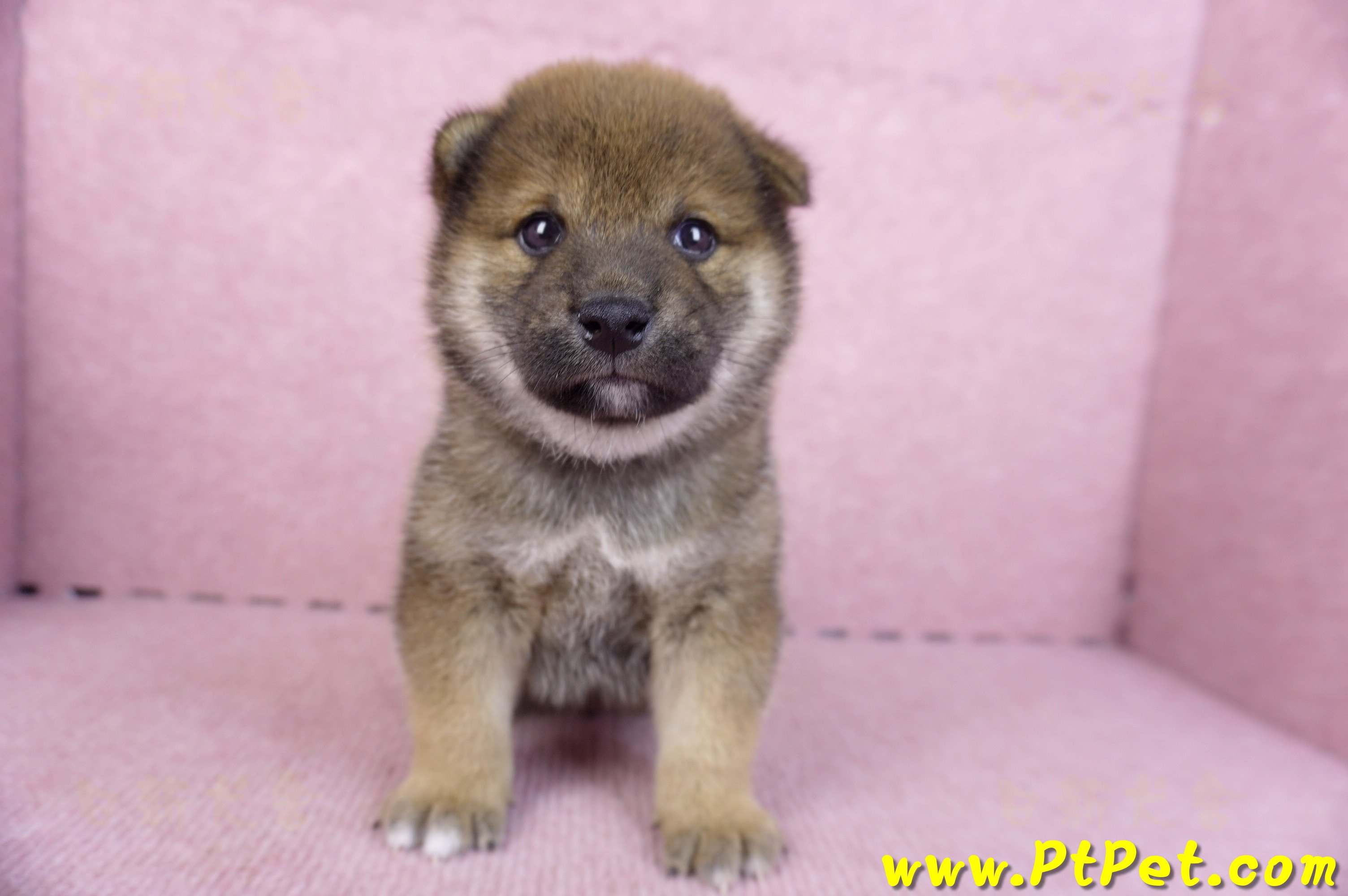 11/19赤色柴犬母幼犬(新北五股)