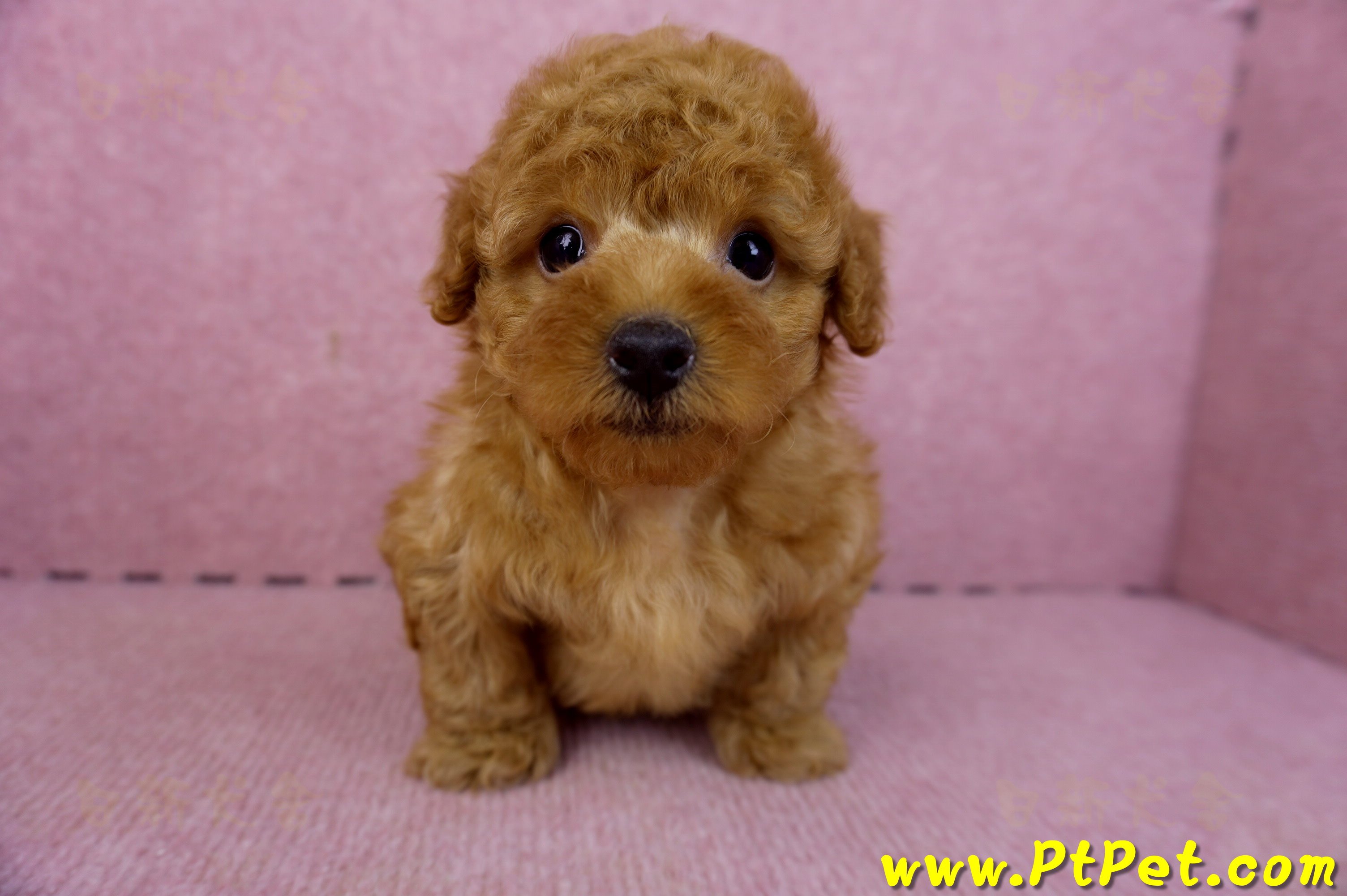 01/26紅貴賓公幼犬