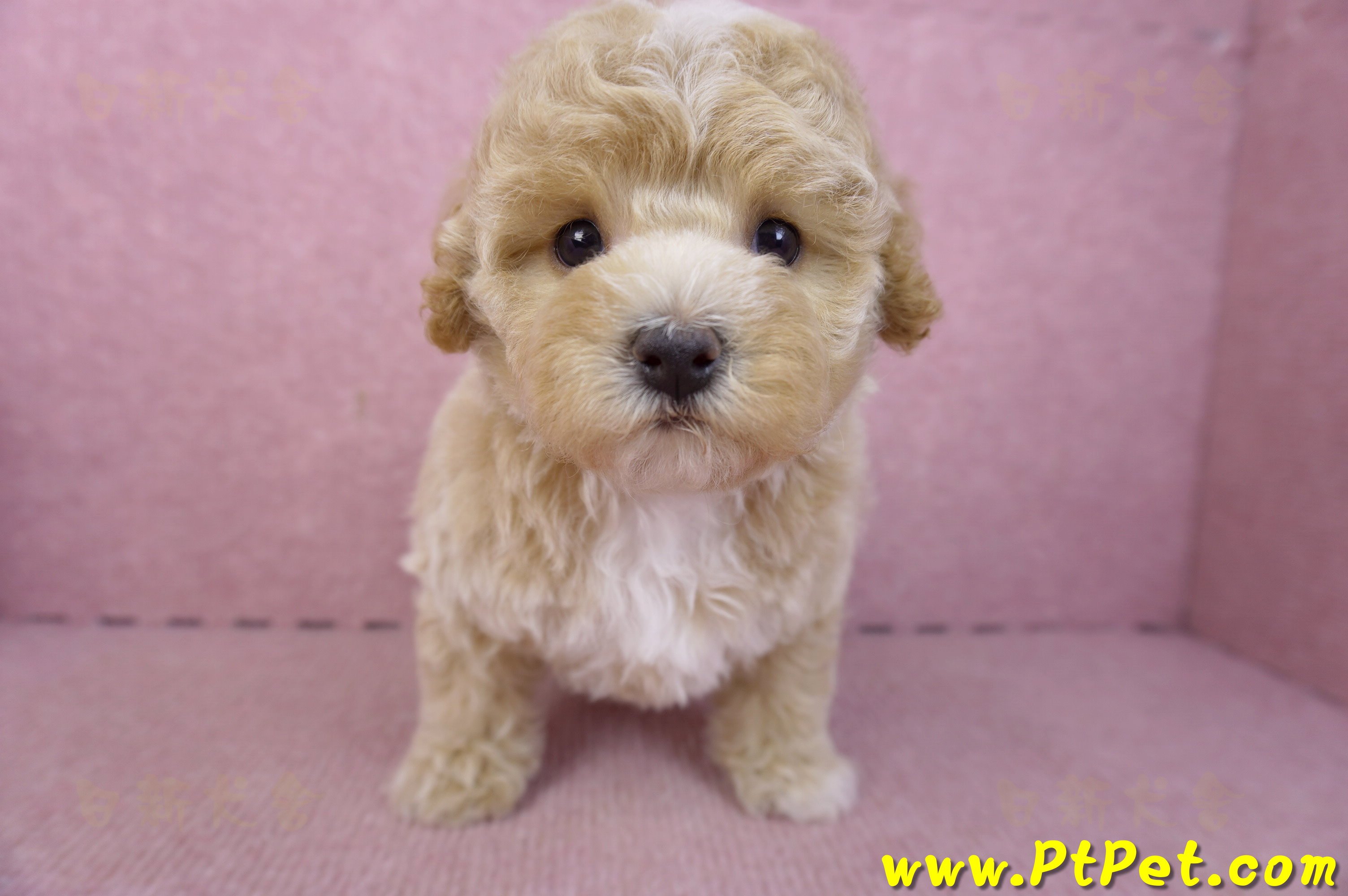 02/18泰迪比熊母幼犬3號(屏東市)