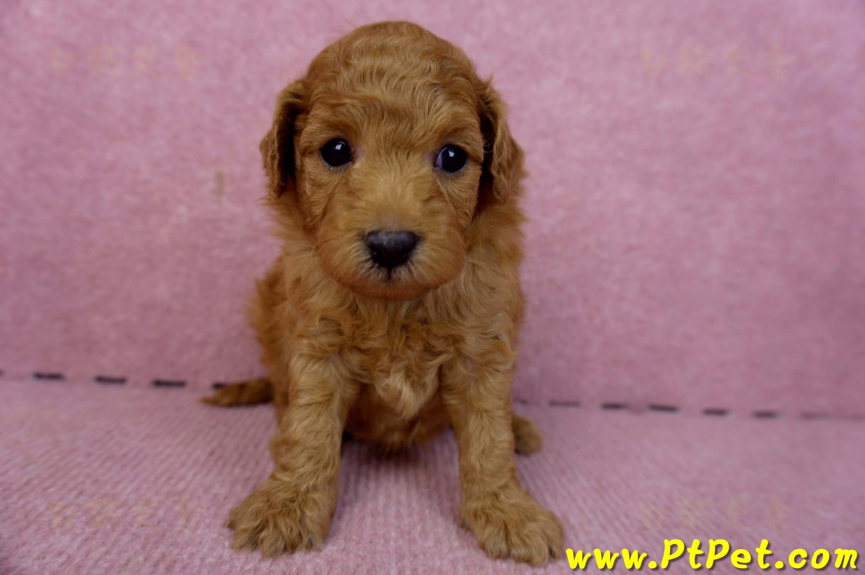 02/11紅貴賓公幼犬1號(新北五股)