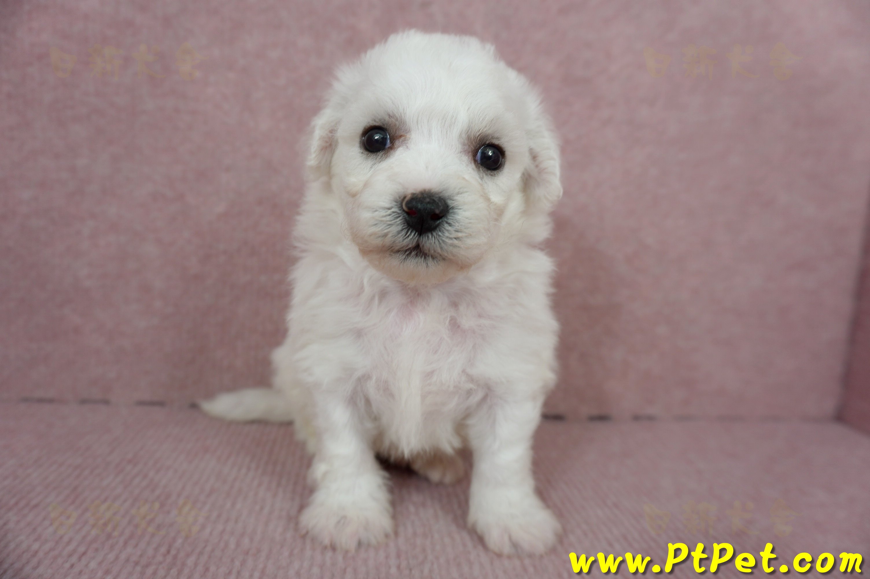 01/12比熊犬公幼犬2號(高雄大樹)