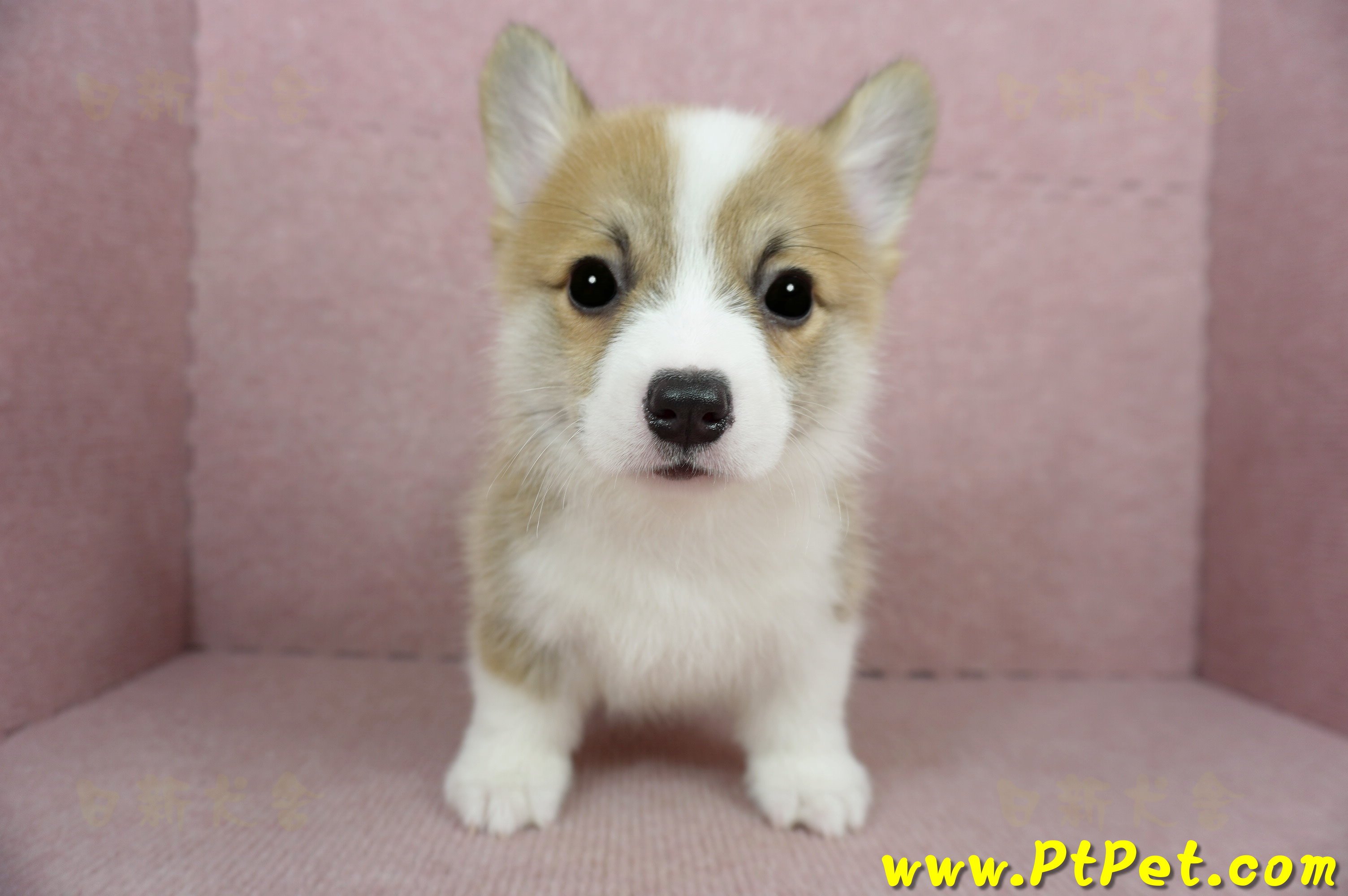 02/09雙色柯基犬公幼犬(新竹)