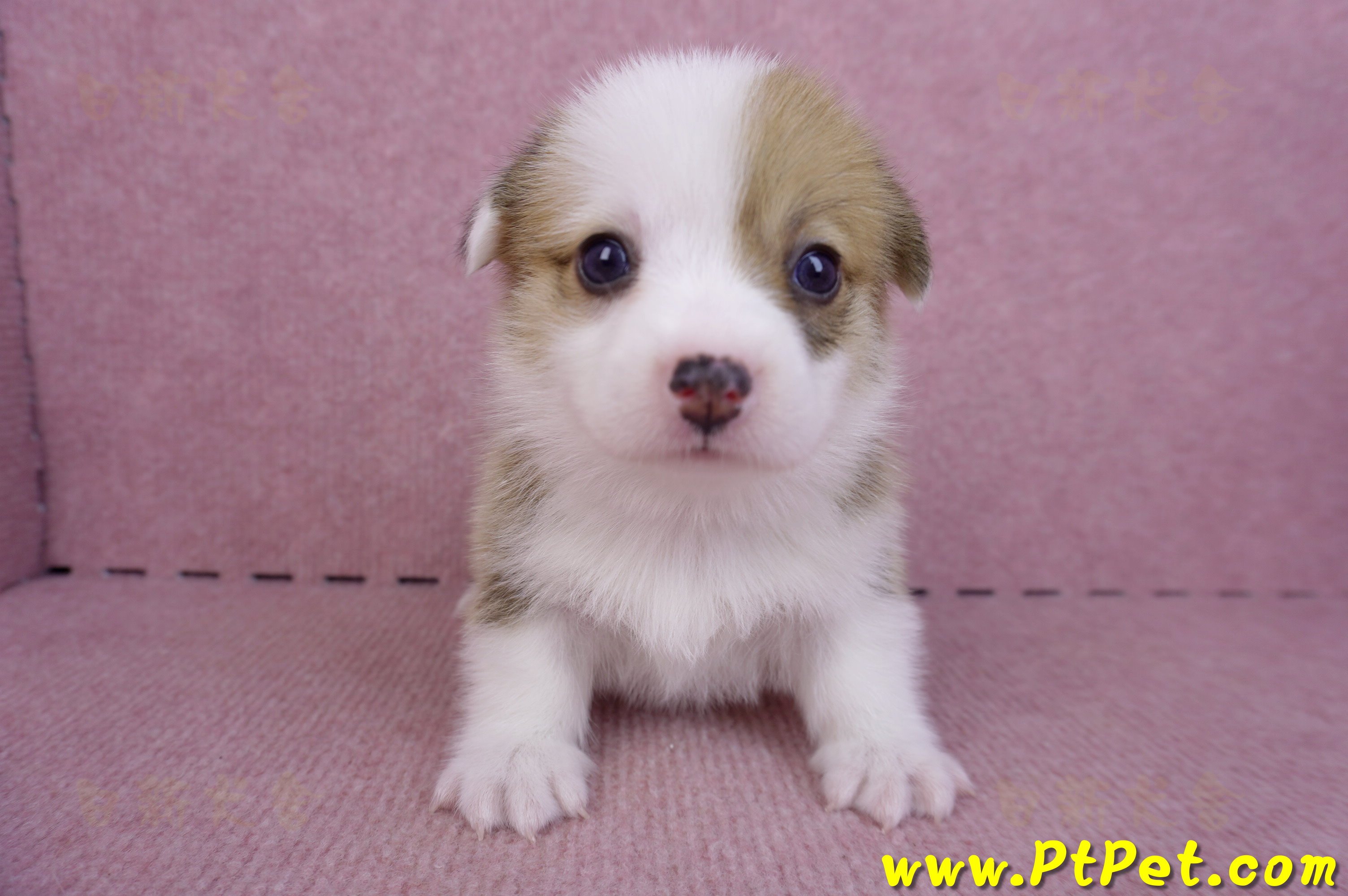 09/22雙色柯基犬母幼犬1號(屏東市)