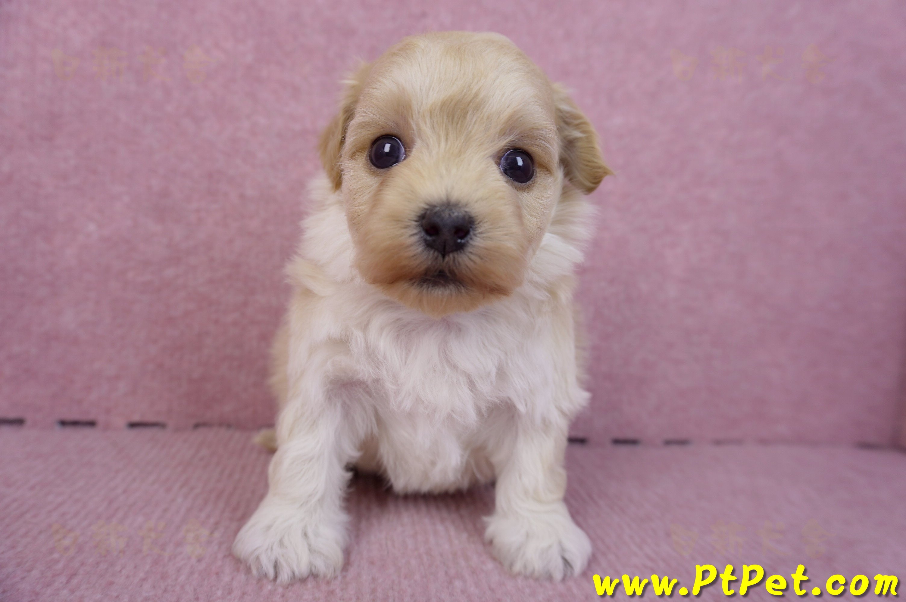 12/10馬爾泰迪公幼犬3號