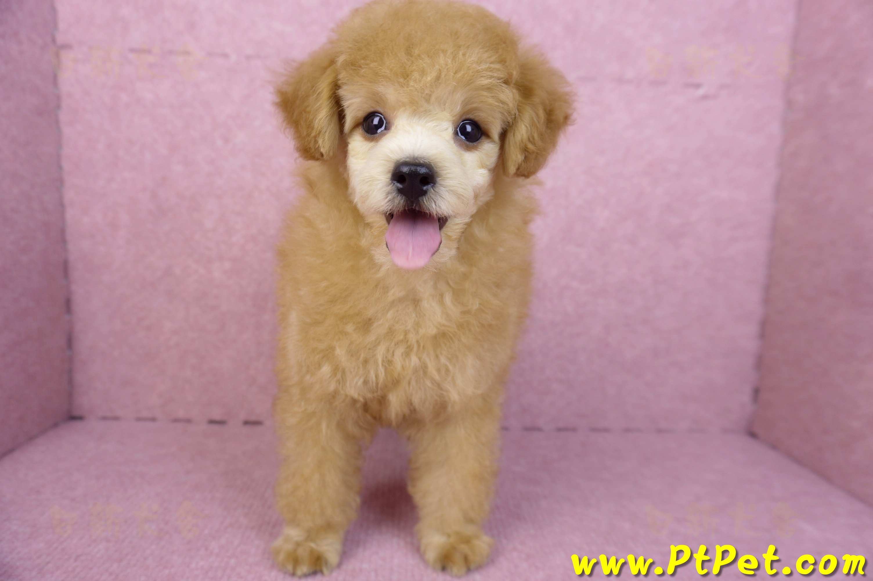 02/11奶油貴賓母幼犬