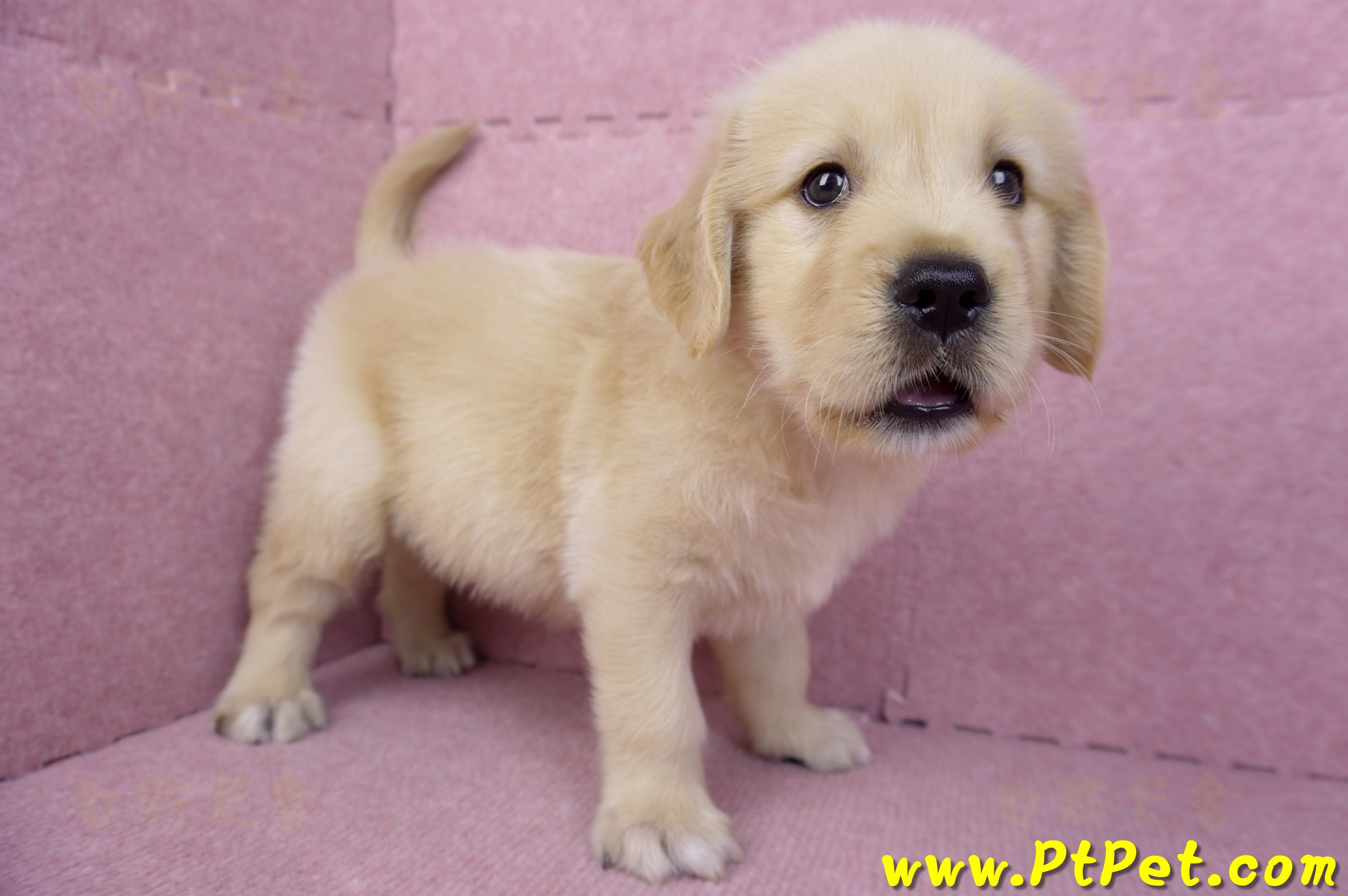 07/18黃金獵犬公幼犬5號(桃園龜山)