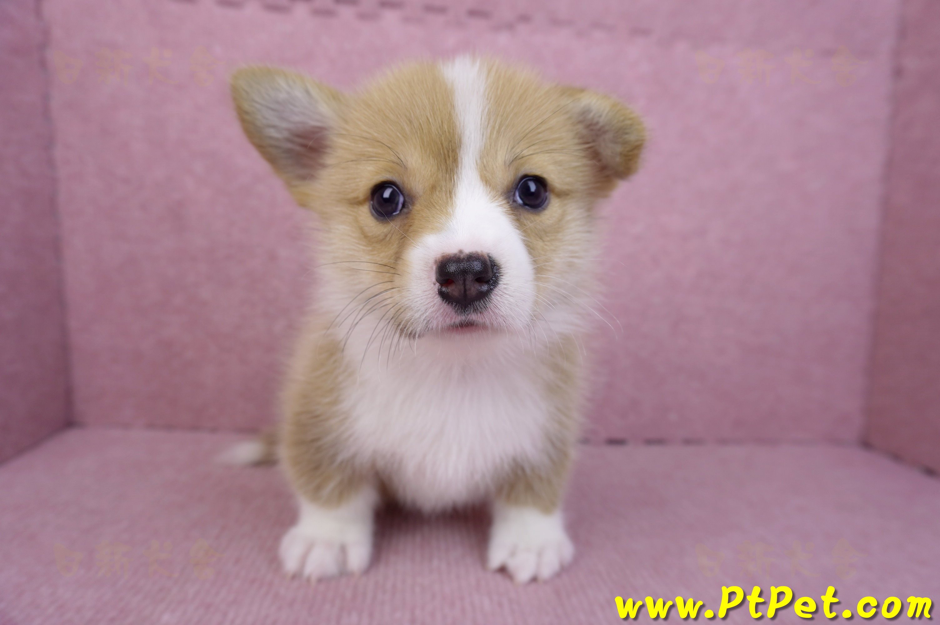 08/05雙色柯基犬母幼犬2號(屏東市)