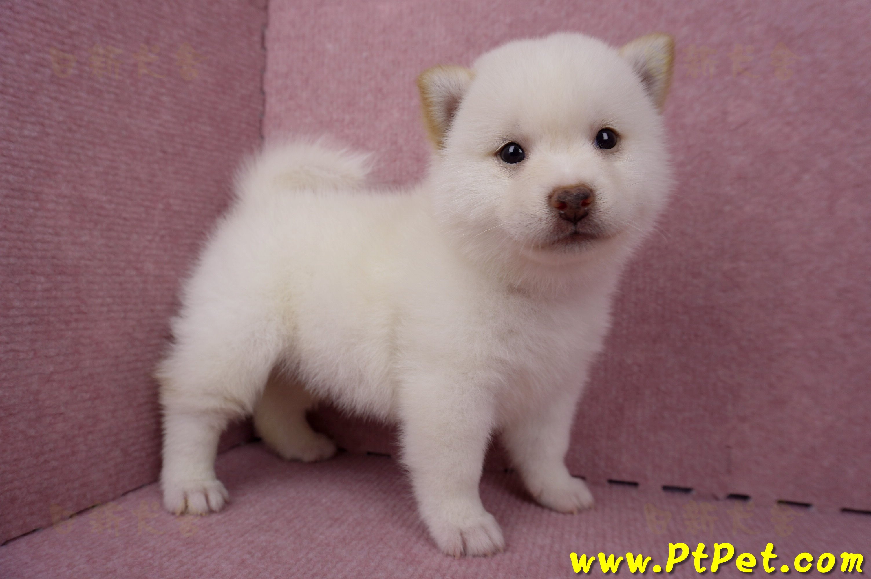 06/14白色柴犬公幼犬1號(屏東潮州)