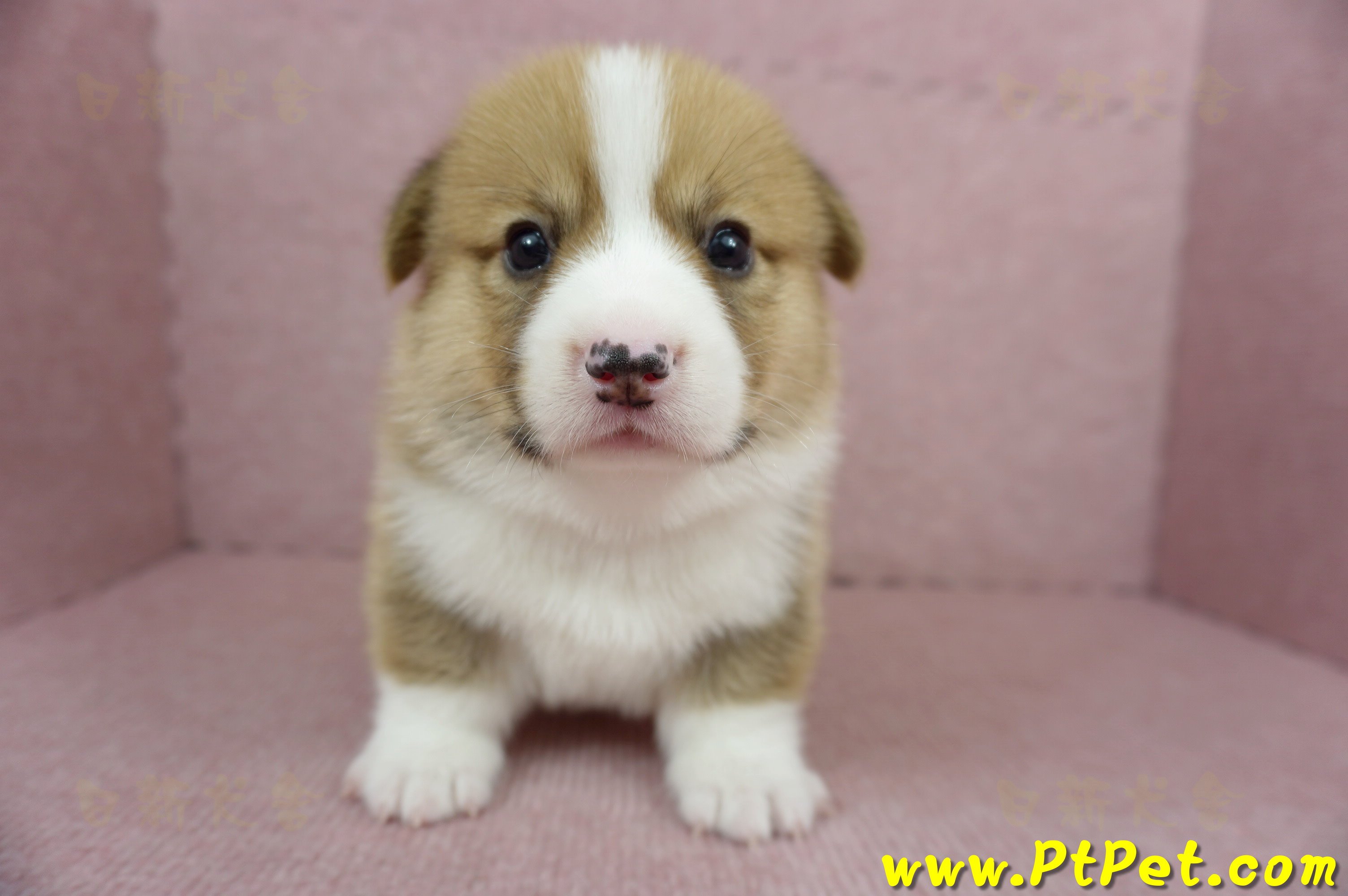 04/01雙色柯基犬公幼犬(屏東九如)