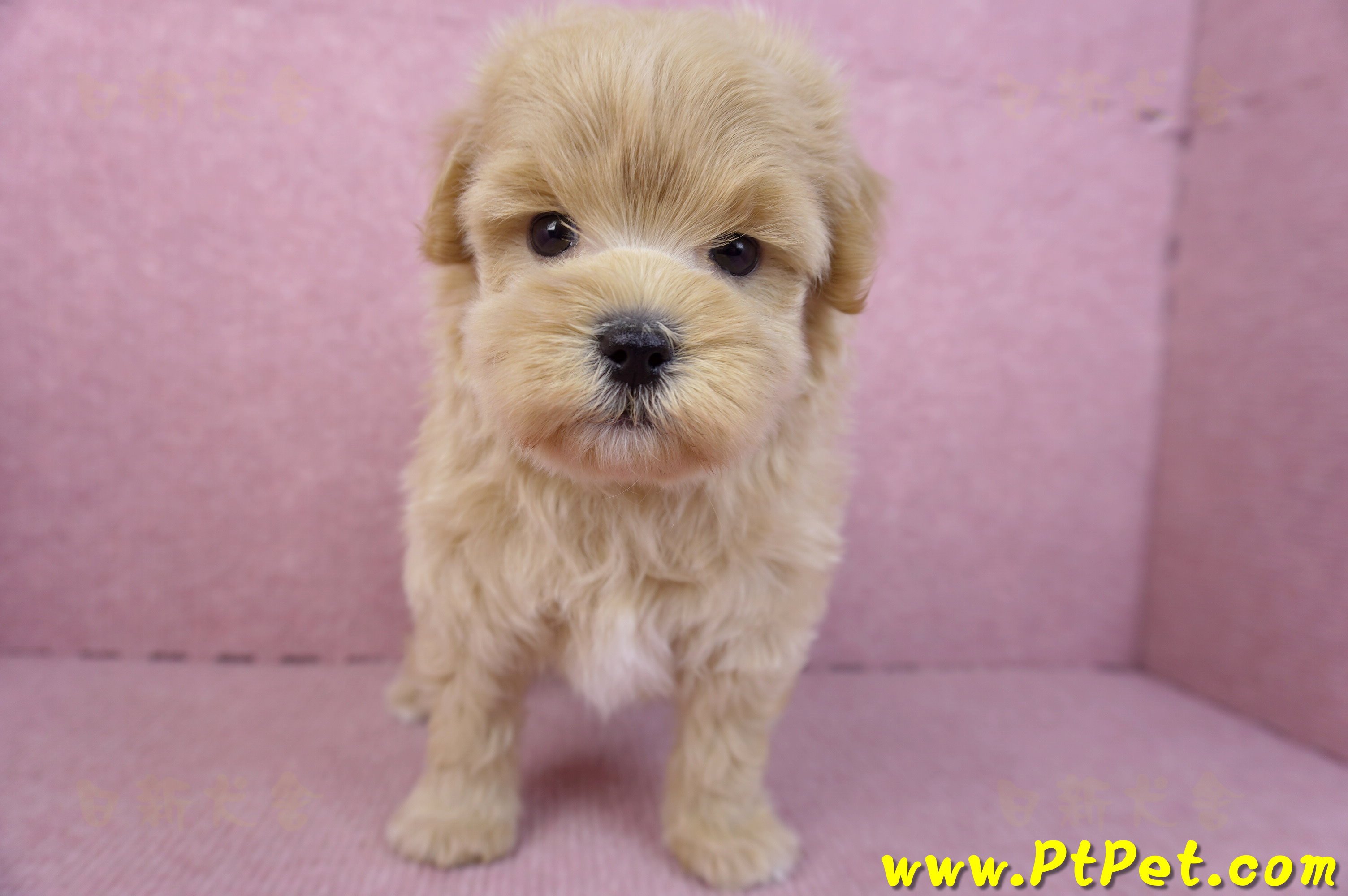 11/23馬爾泰迪公幼犬1號