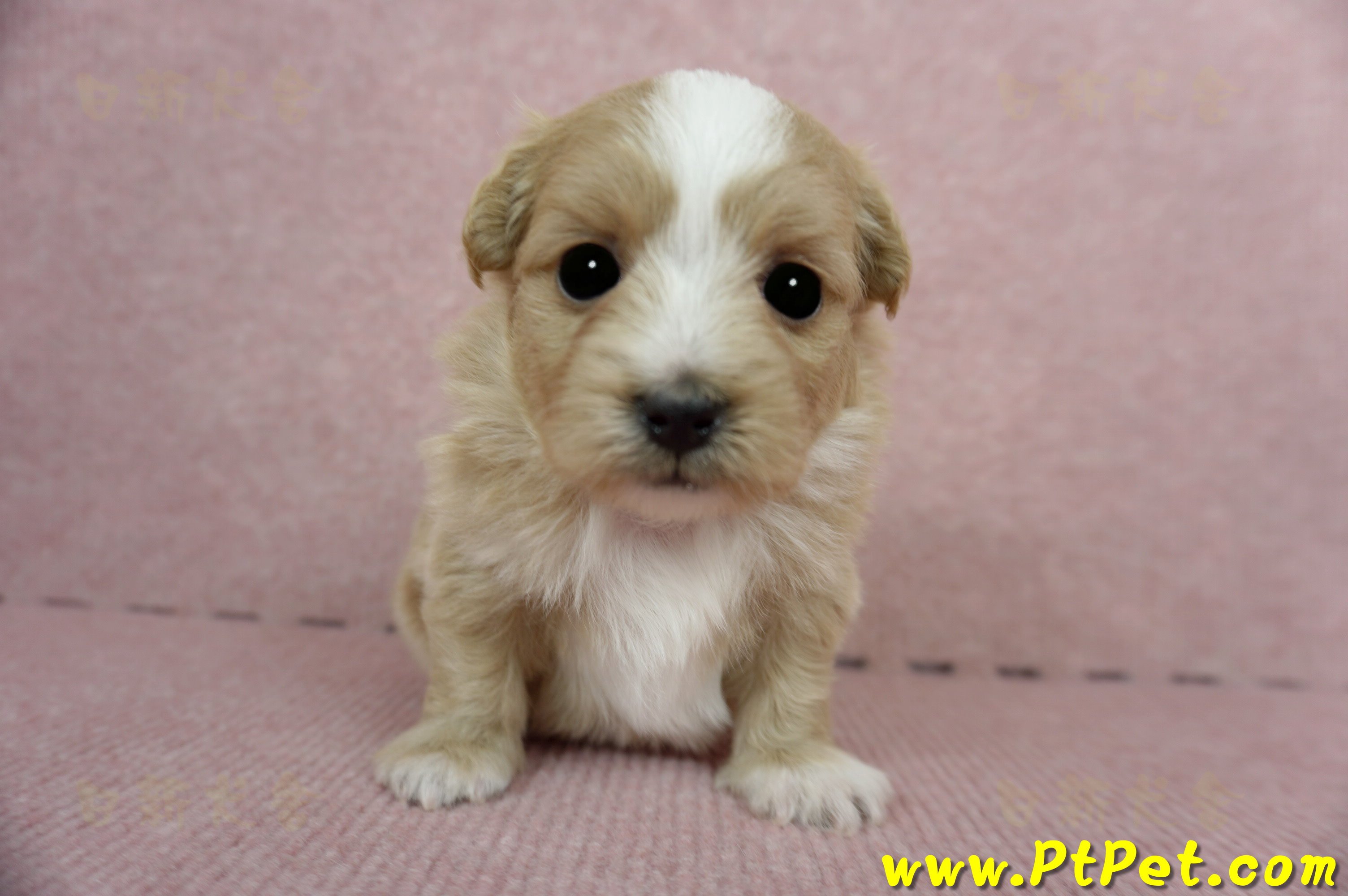 03/21奶油色馬爾泰迪 I 母幼犬1號(台中南屯)