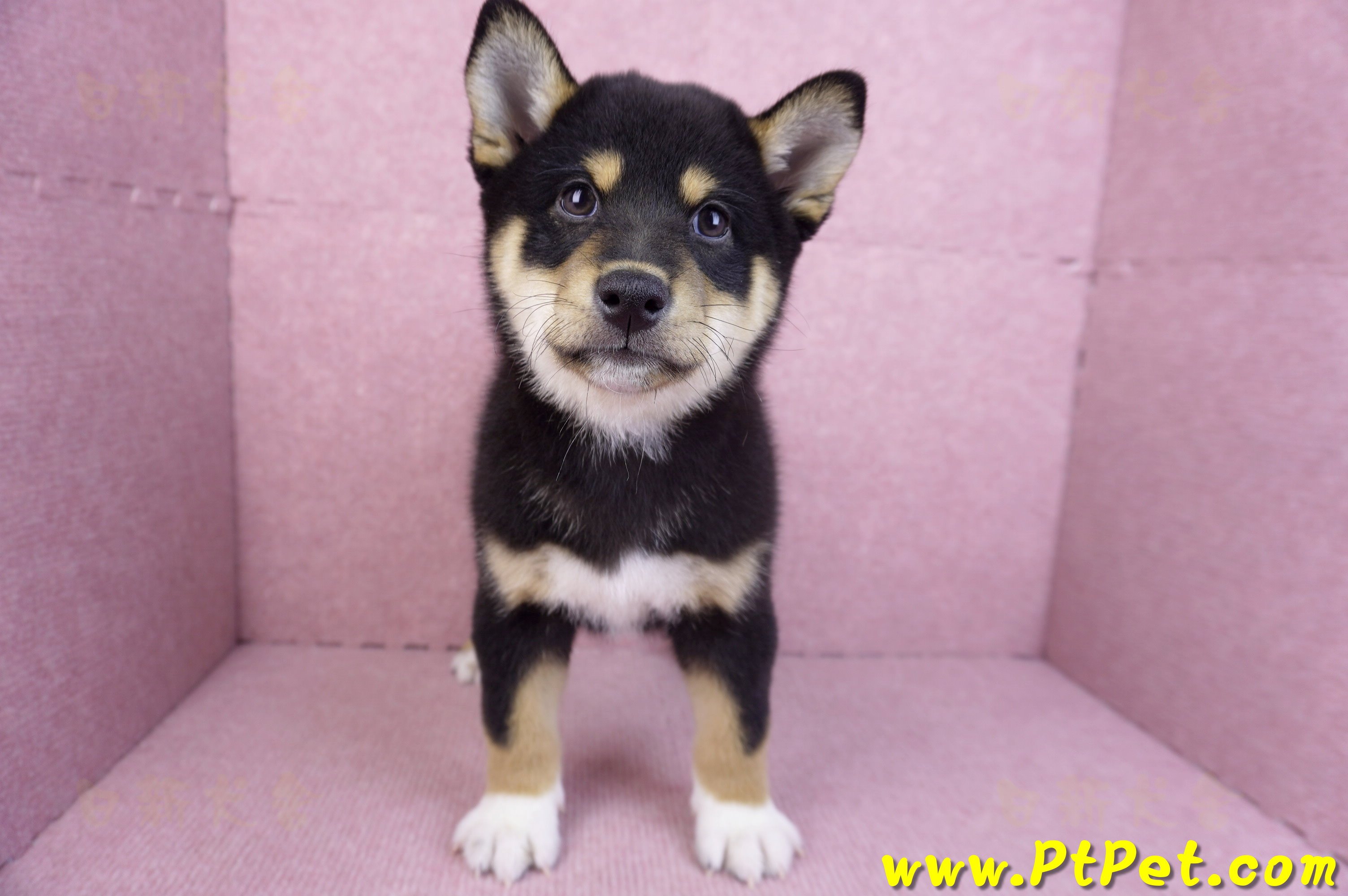 11/08黑色柴犬公幼犬(桃園蘆竹)