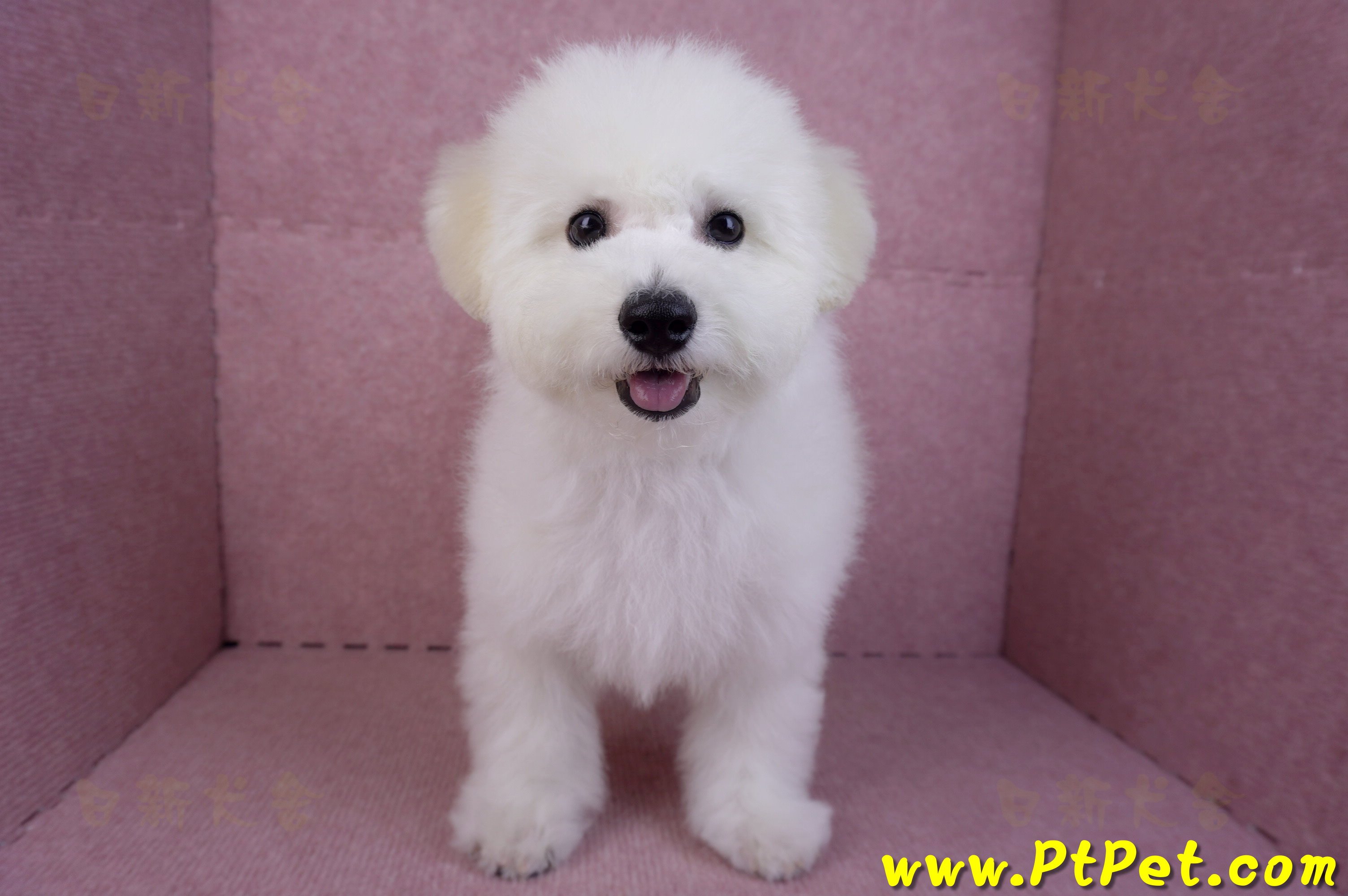 07/22比熊犬公幼犬(屏東市)