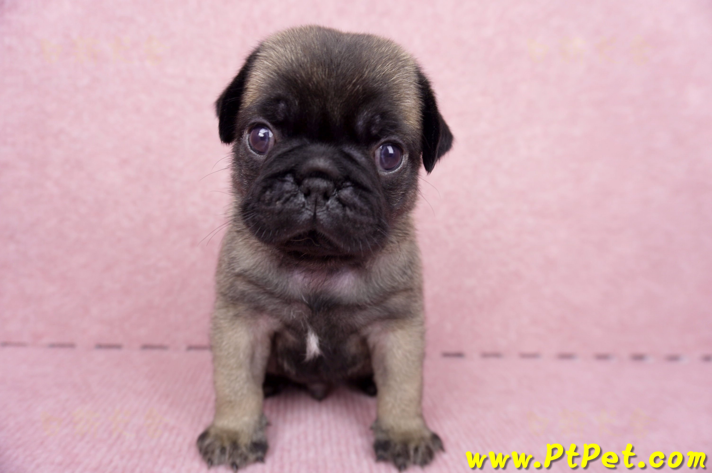 06/23巴哥公幼犬(新竹竹東)