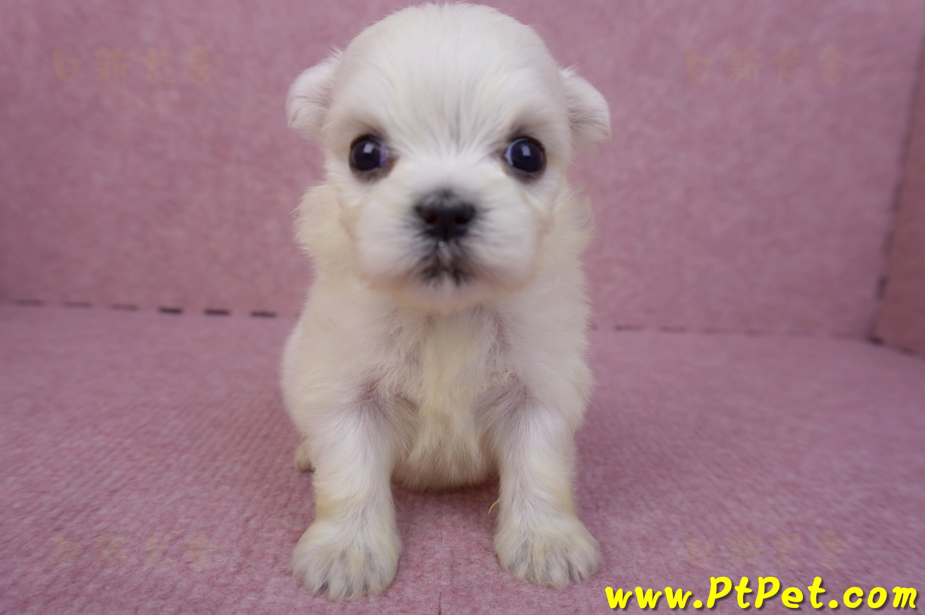 03/20馬爾濟斯母幼犬2號