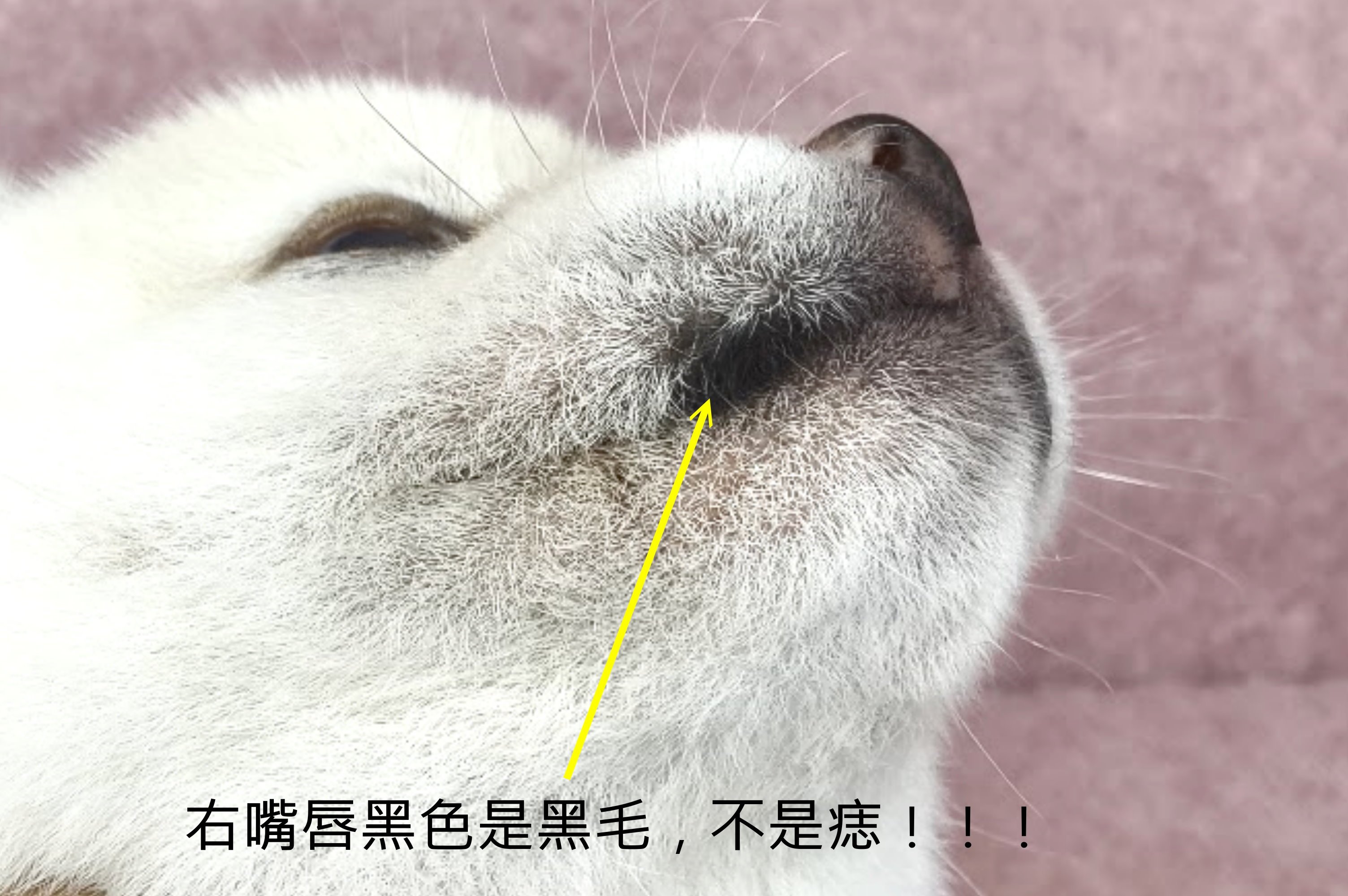 09/11白色柴犬公幼犬