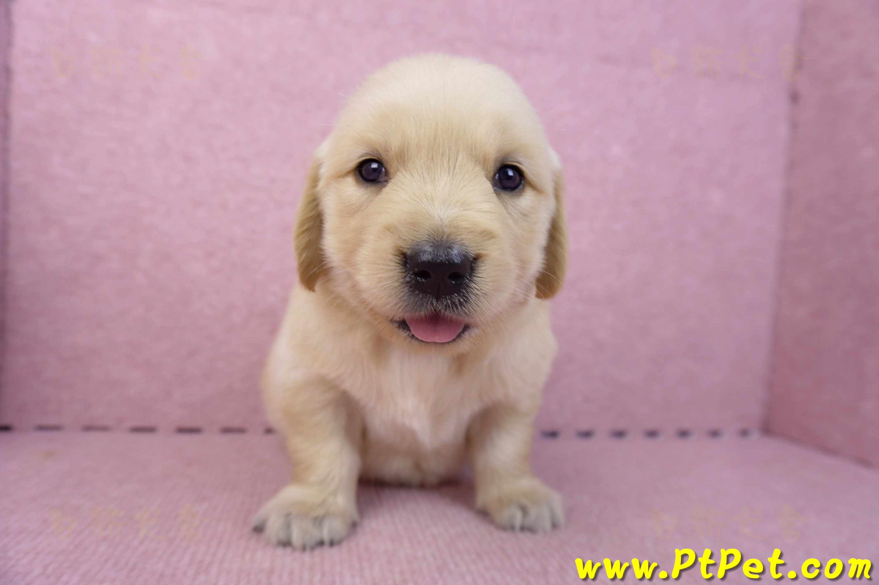 07/18黃金獵犬母幼犬3號(新北新莊)