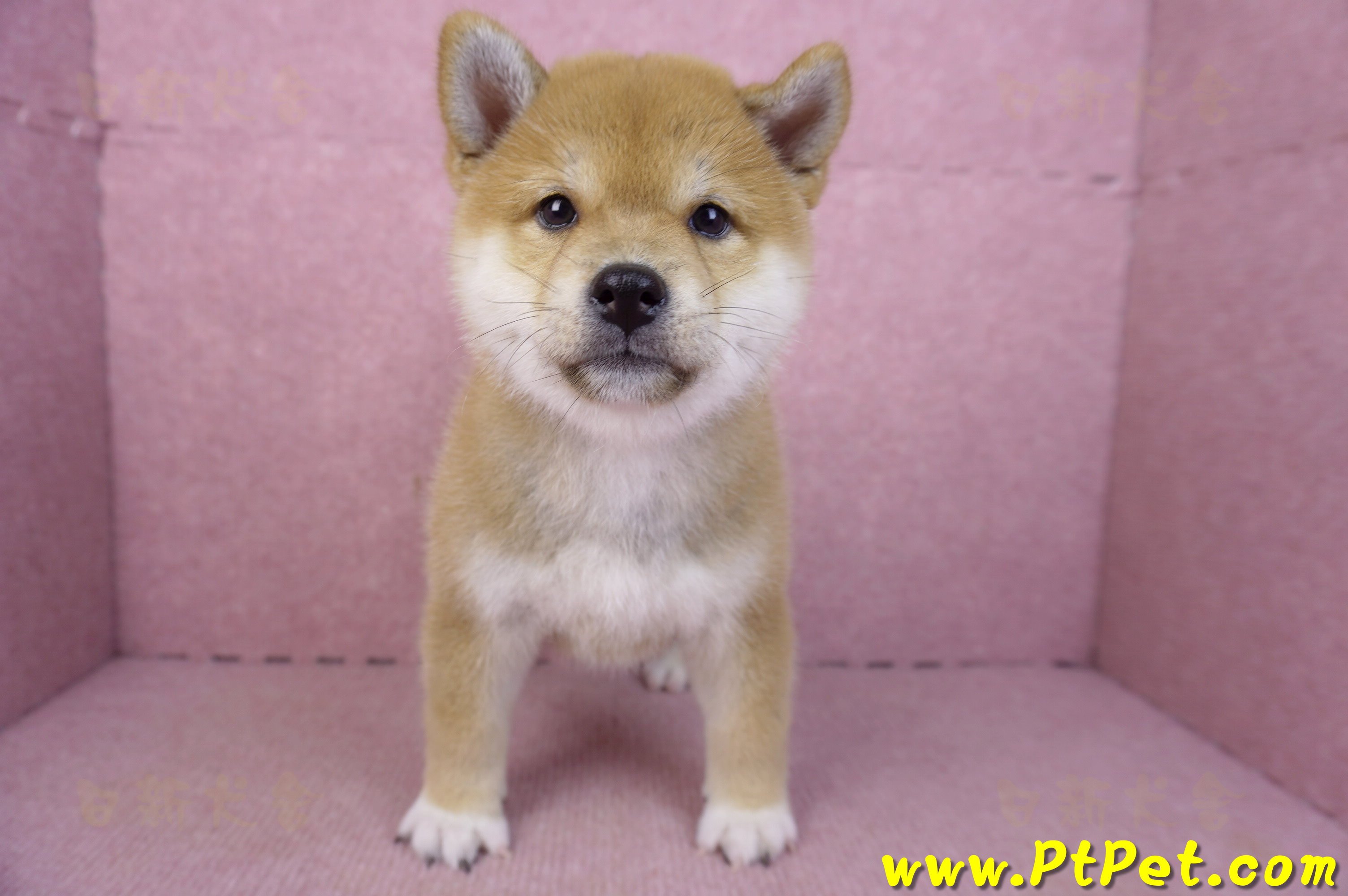 02/06赤色柴犬母幼犬(新竹東區)